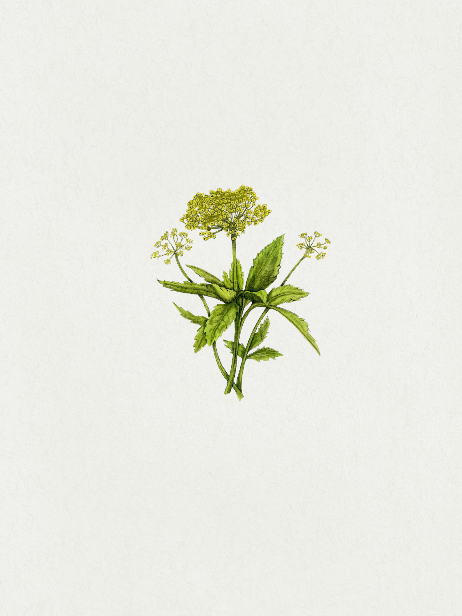 Flora