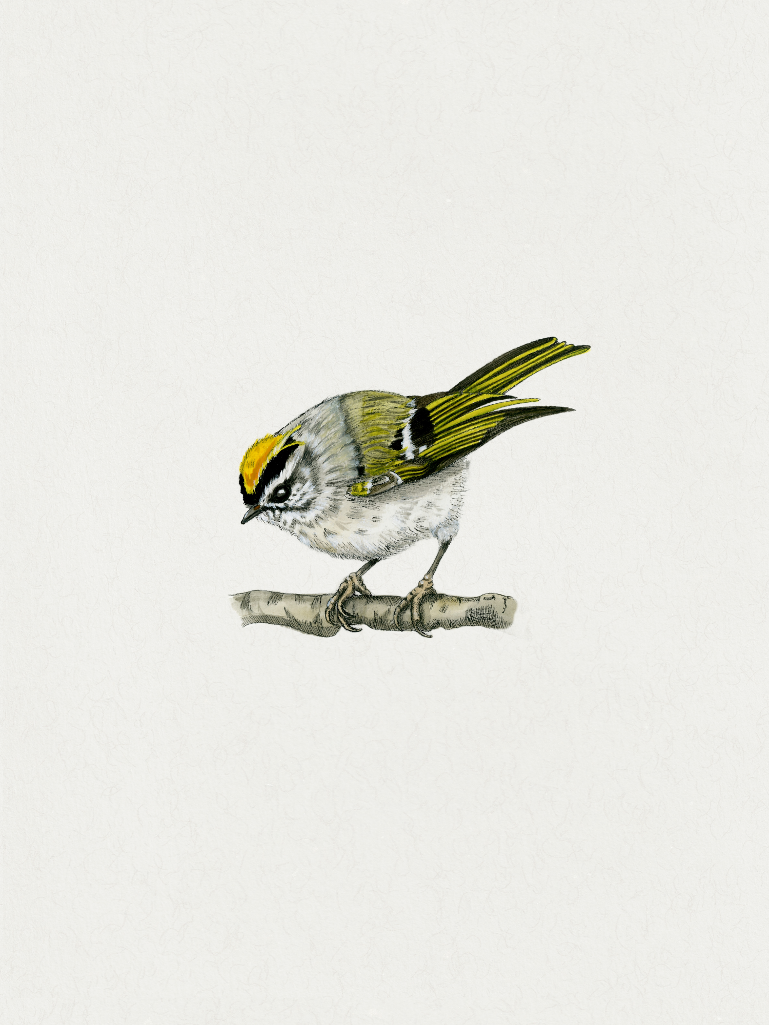 Fauna
