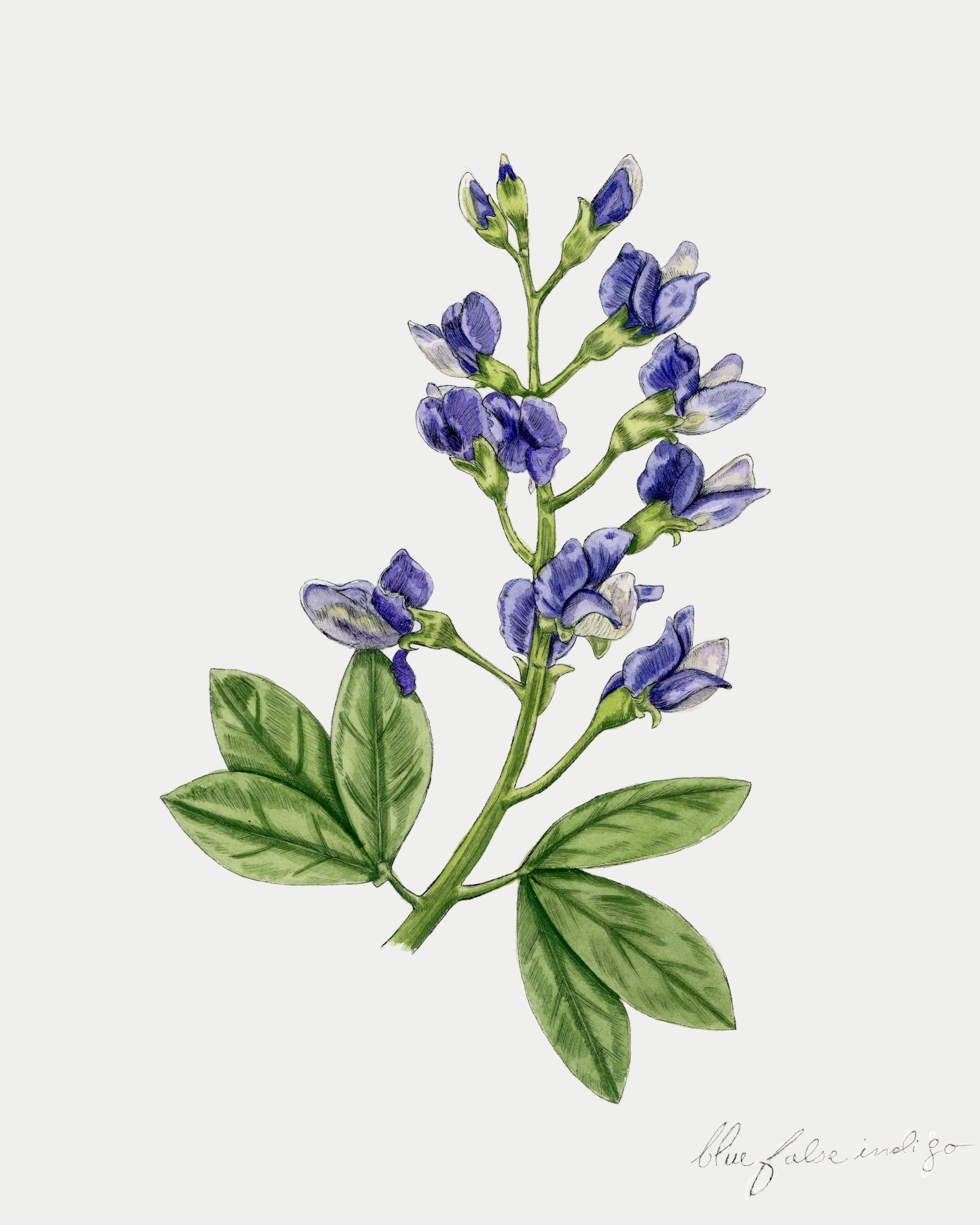 Blue False Indigo Print