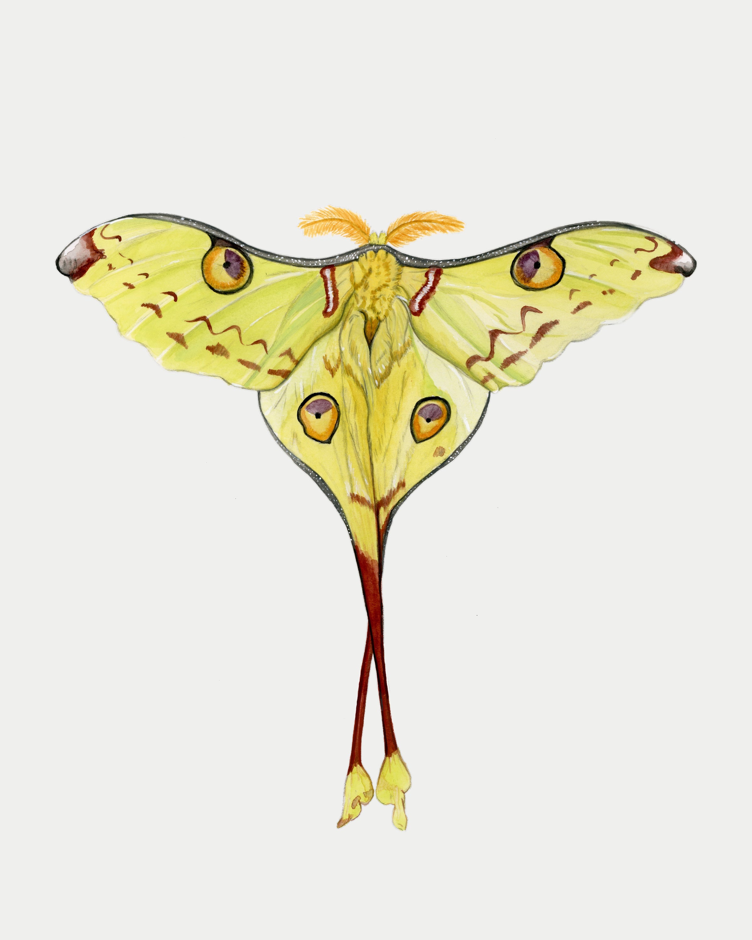 Madagascan Moon Moth Print
