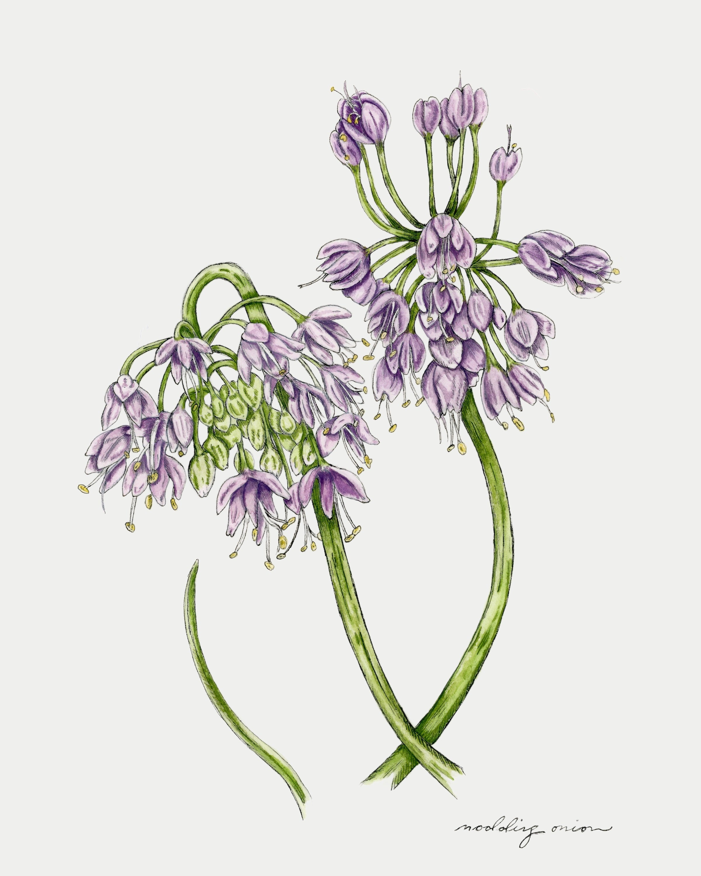 Nodding Onion Print