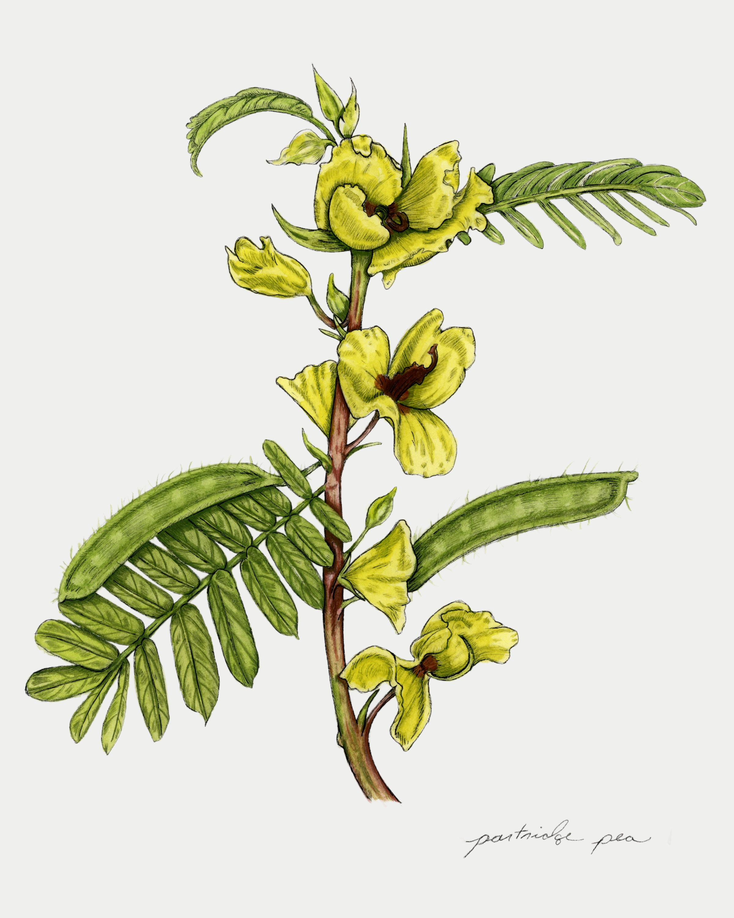 Partridge Pea Print