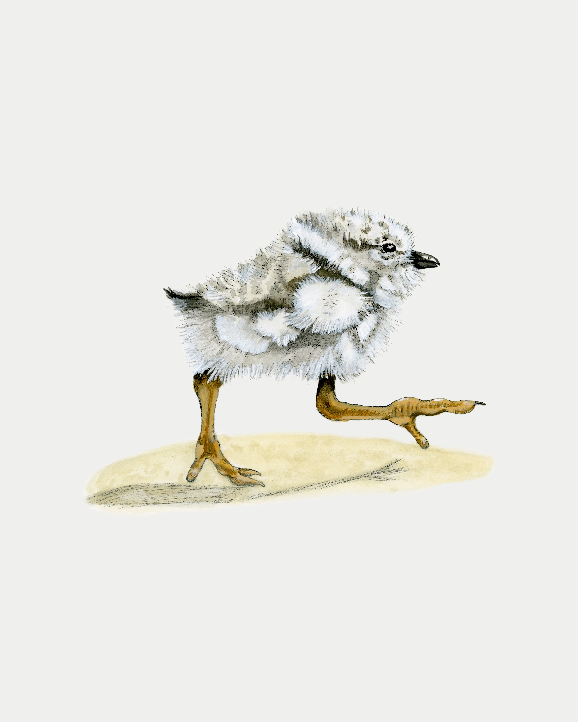 Piping Plover Print
