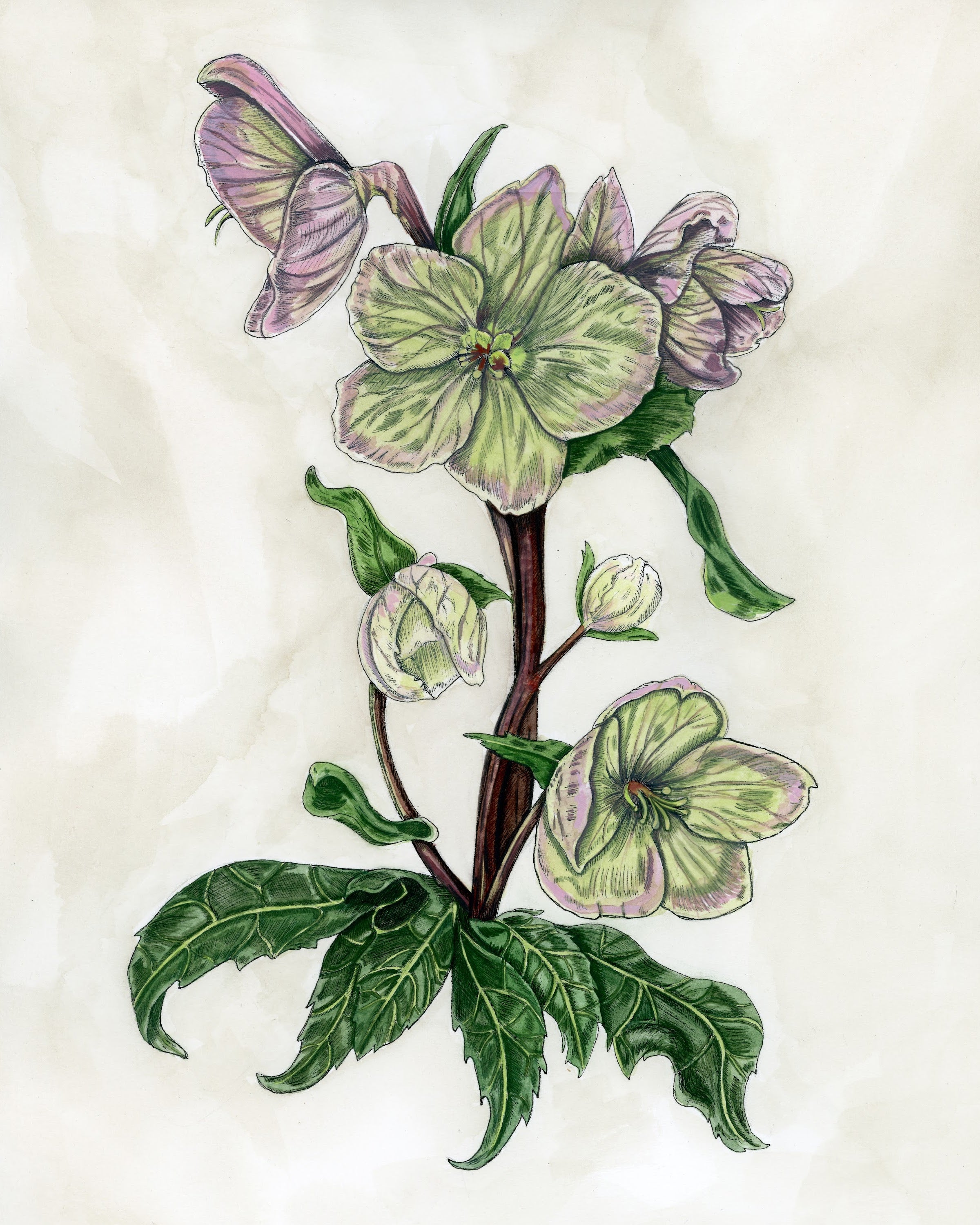 Hellebore Print