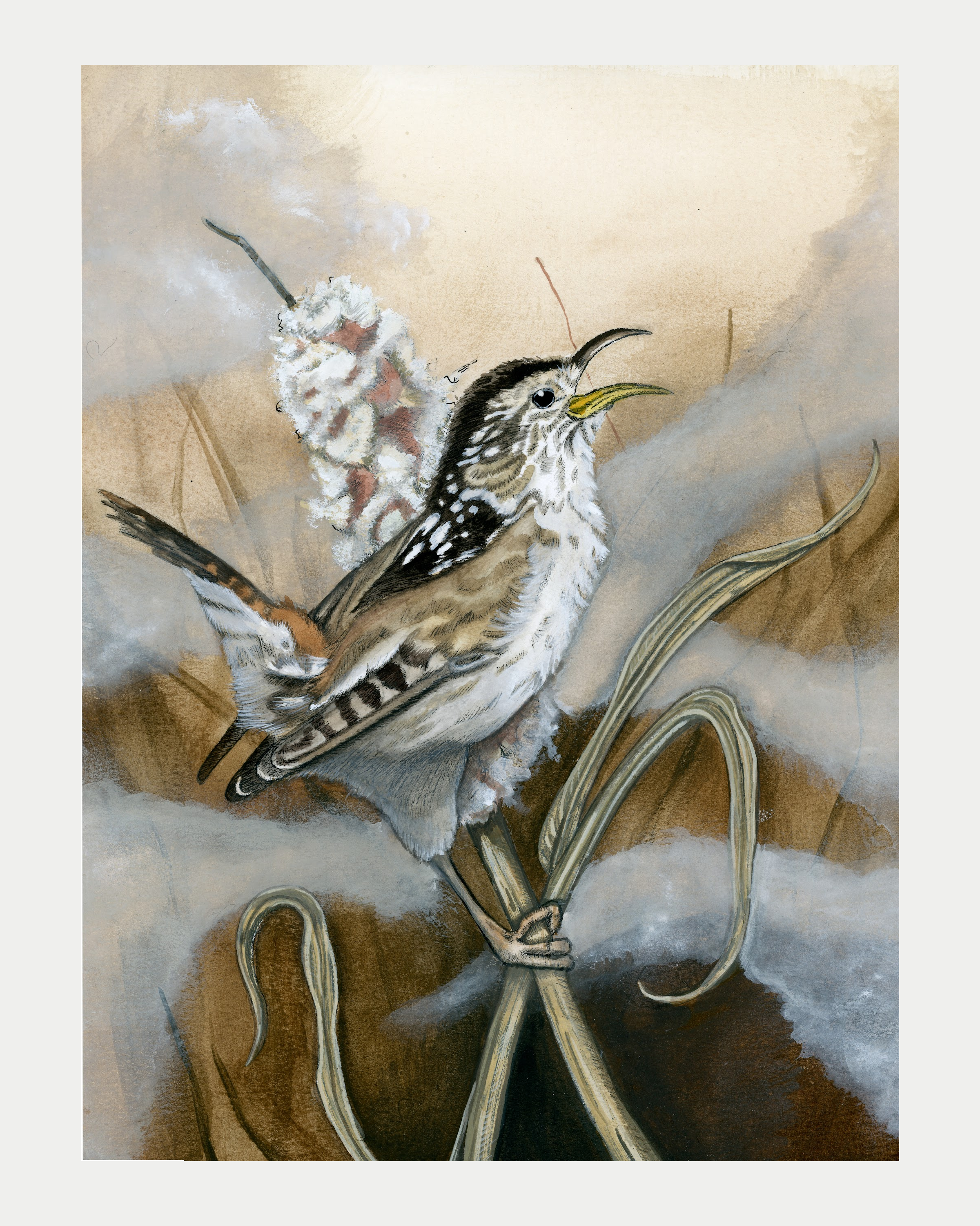 "Morning Song" Marsh Wren Print