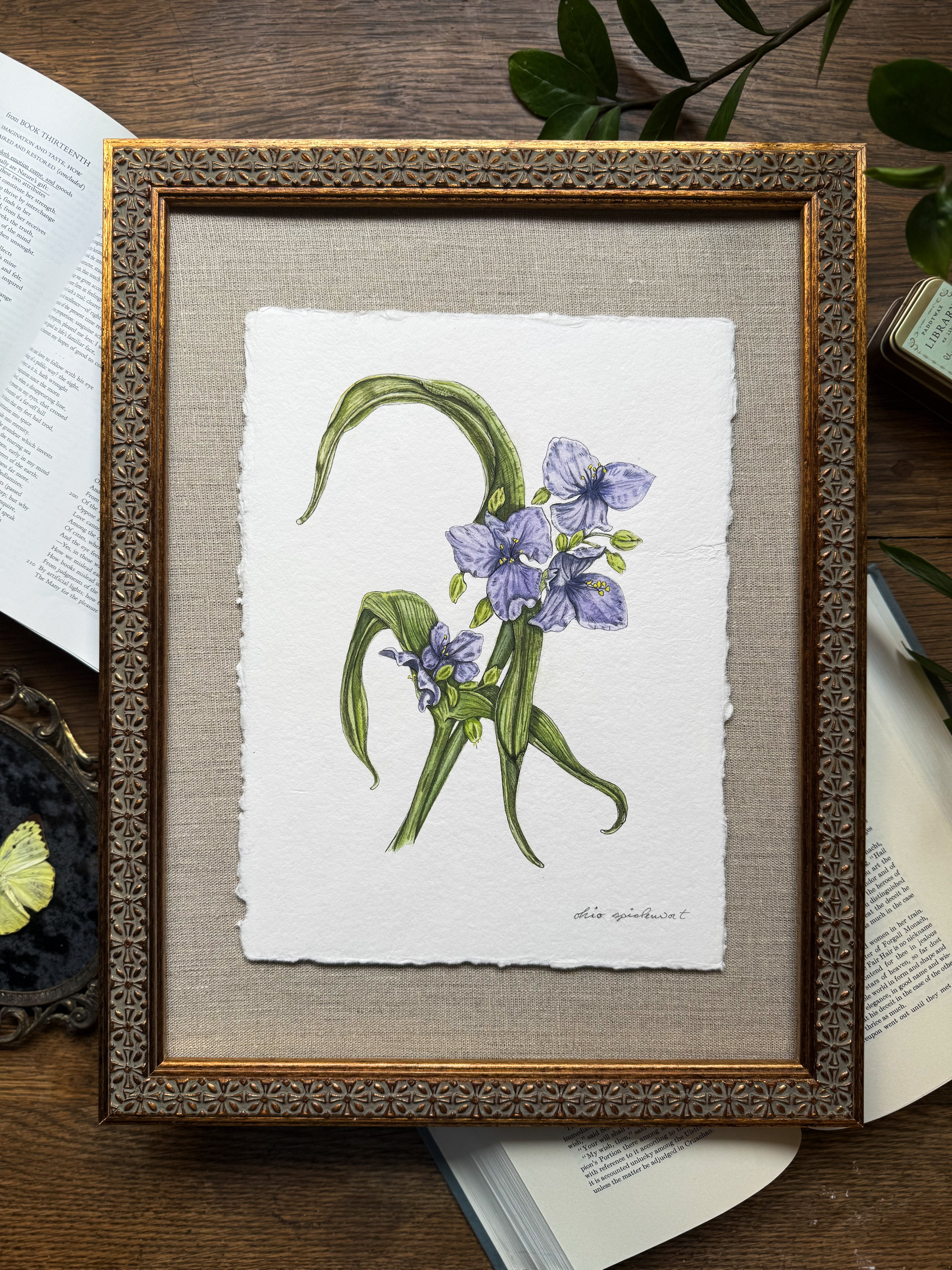 Framed Original Ohio Spiderwort