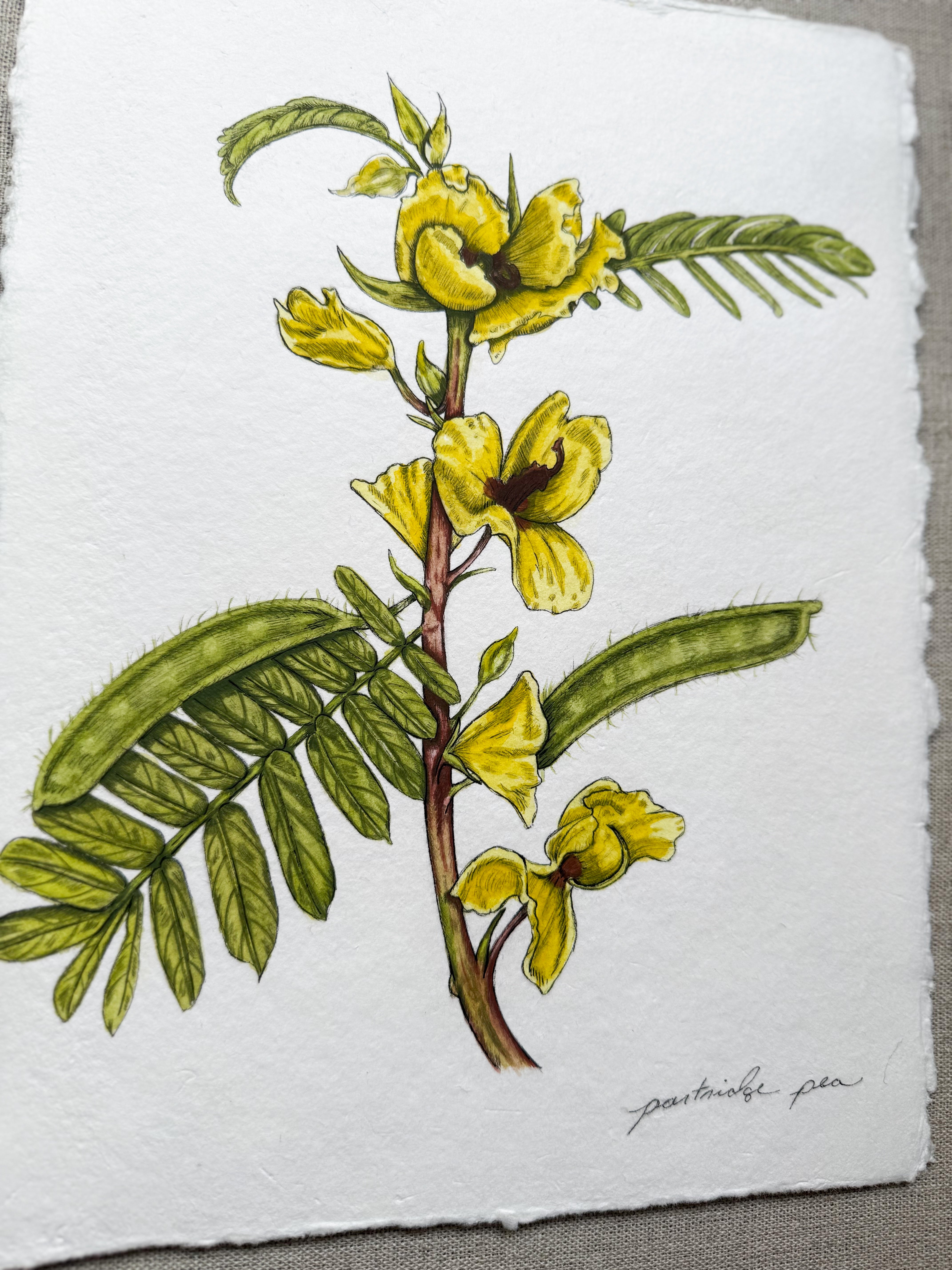 Framed Original Partridge Pea