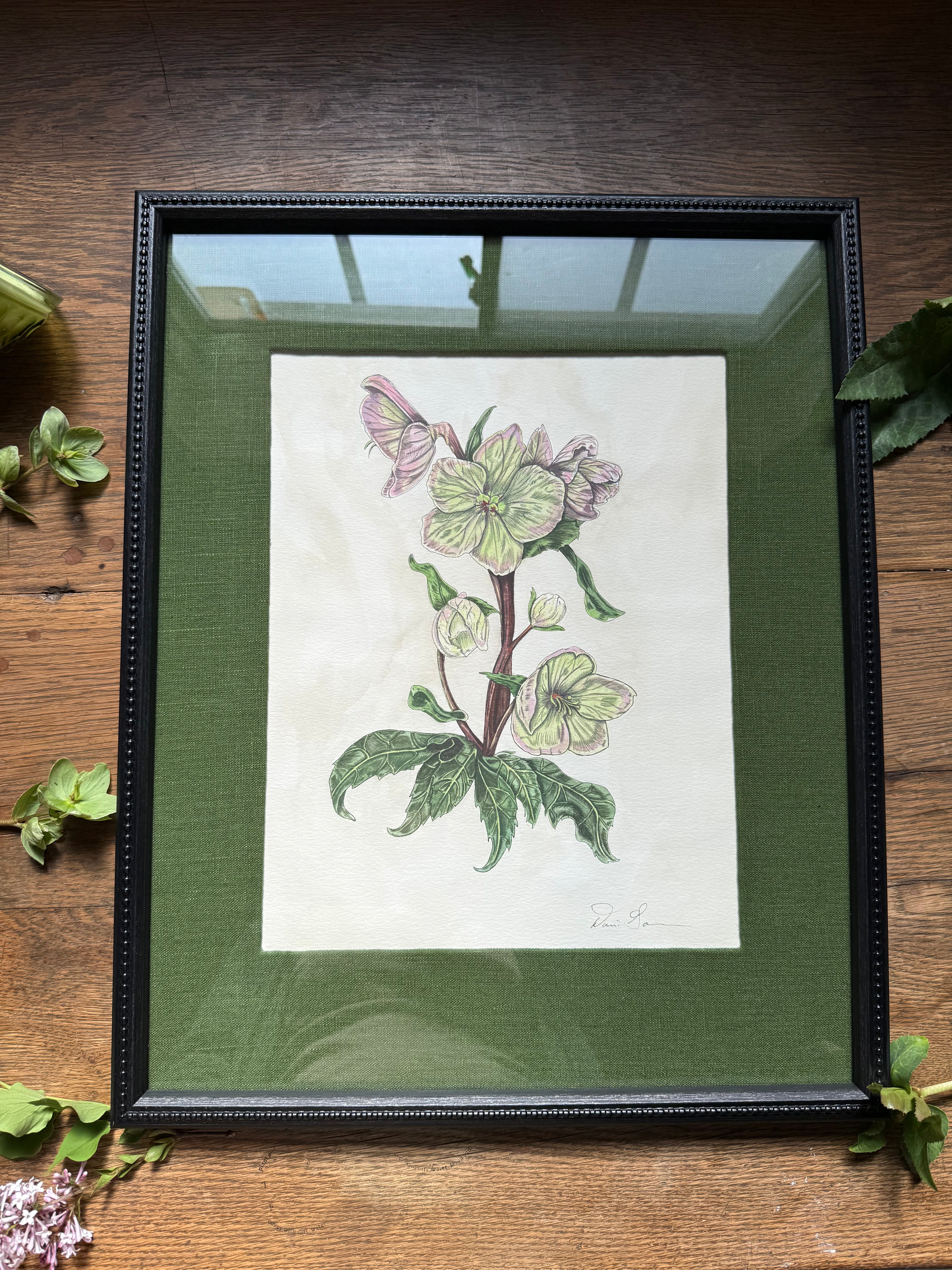 Original Framed "Hellebore Study"