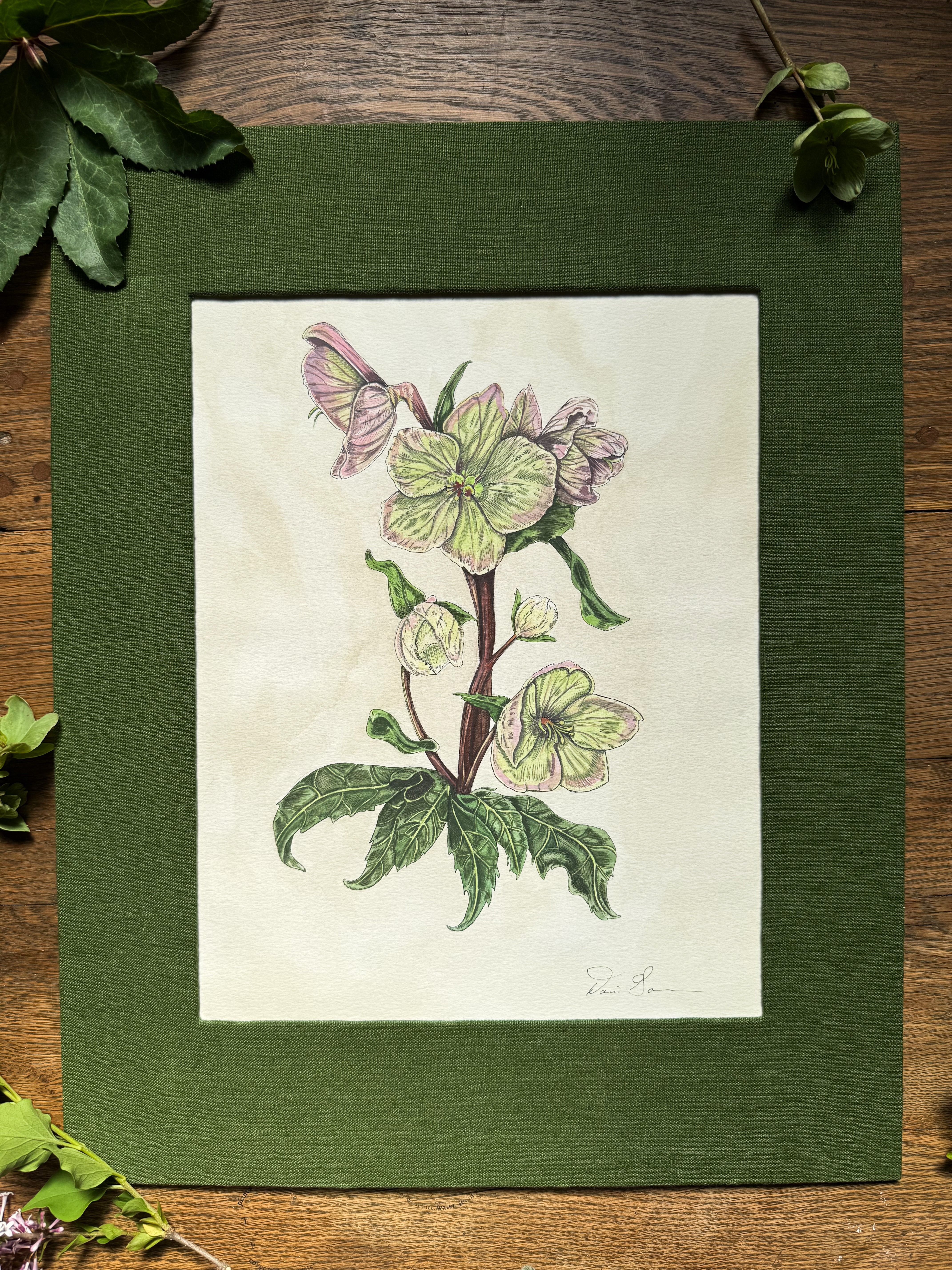 Original Framed "Hellebore Study"