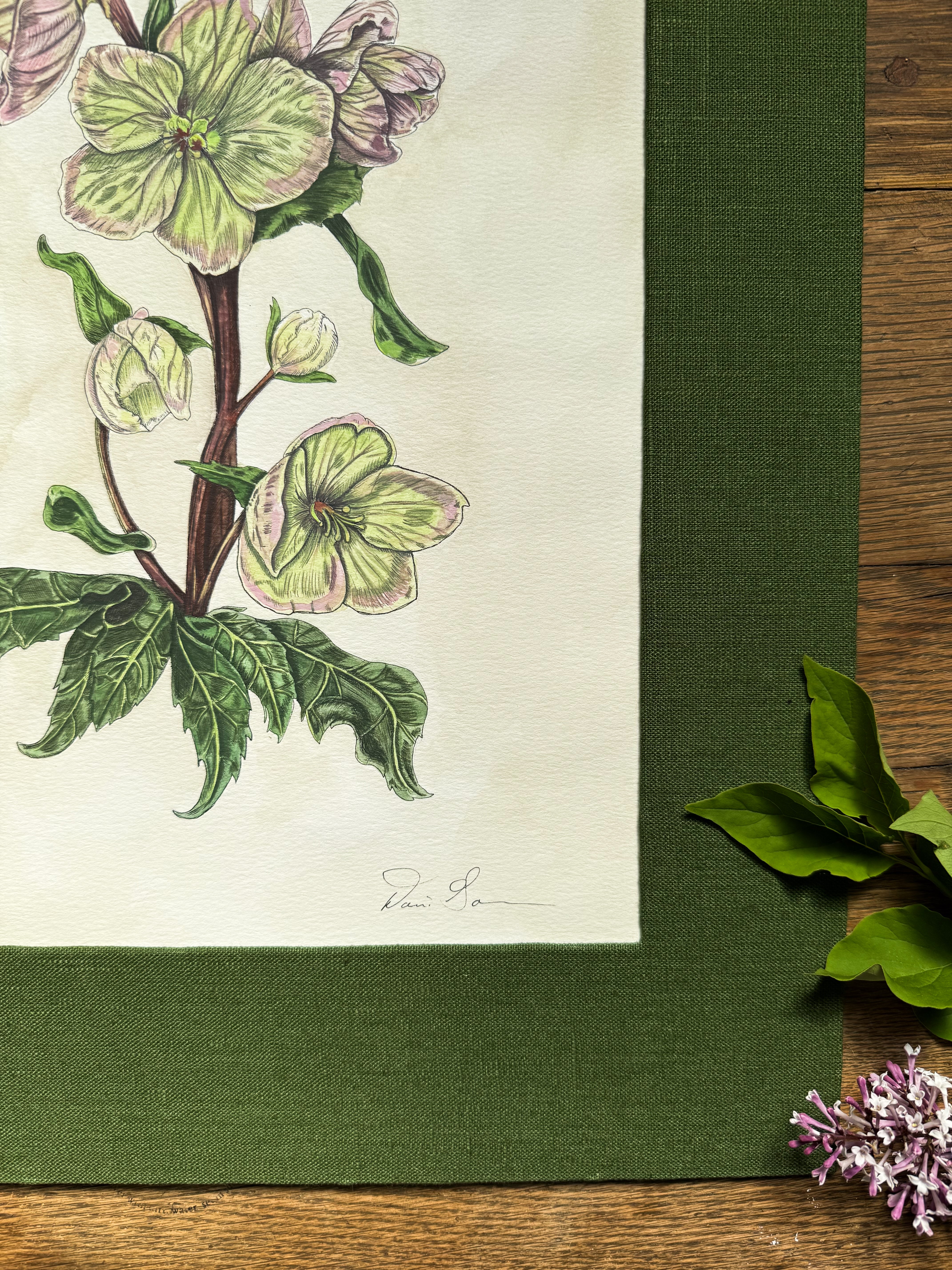 Hellebore Print