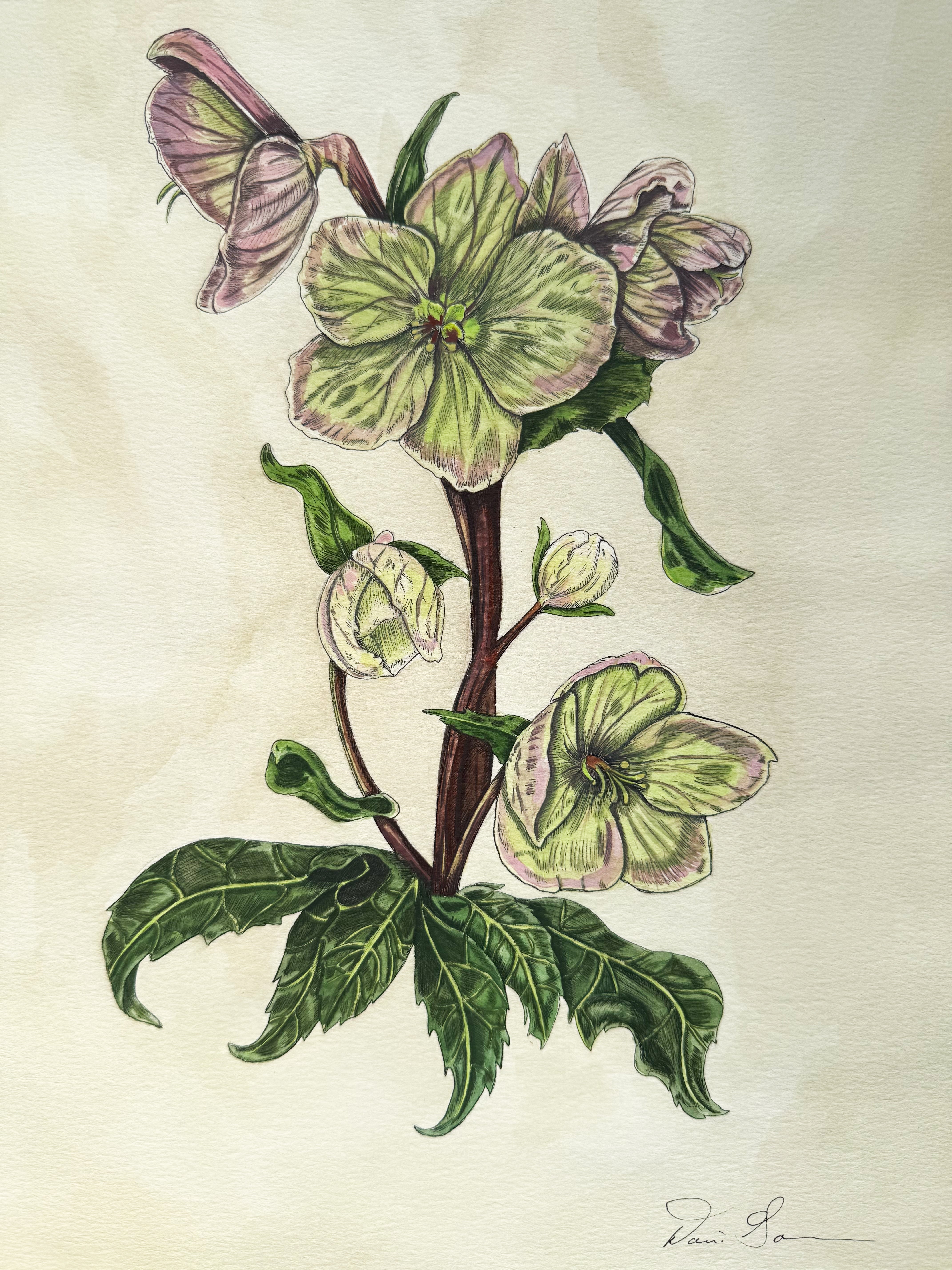 Original Framed "Hellebore Study"