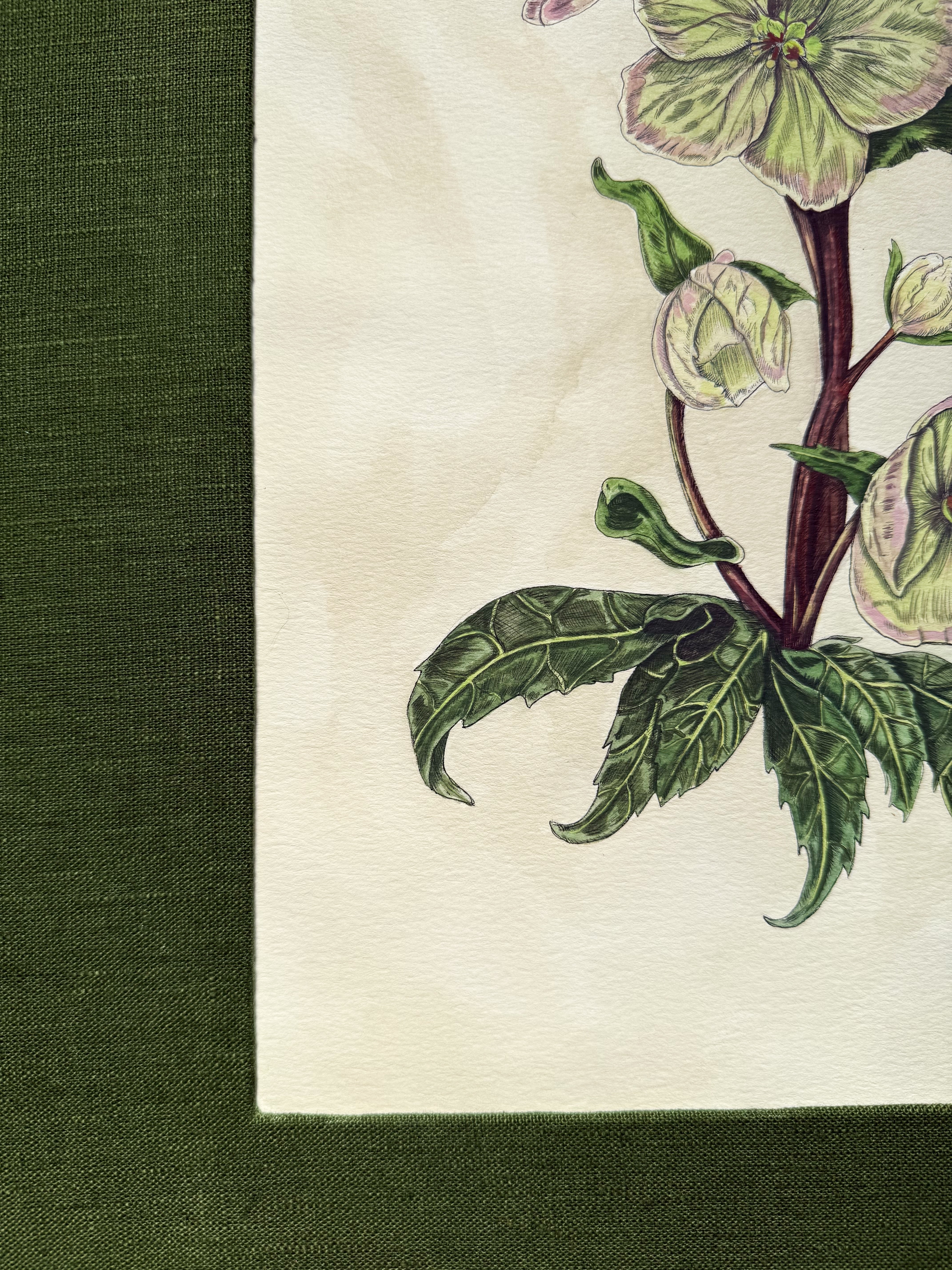 Original Framed "Hellebore Study"