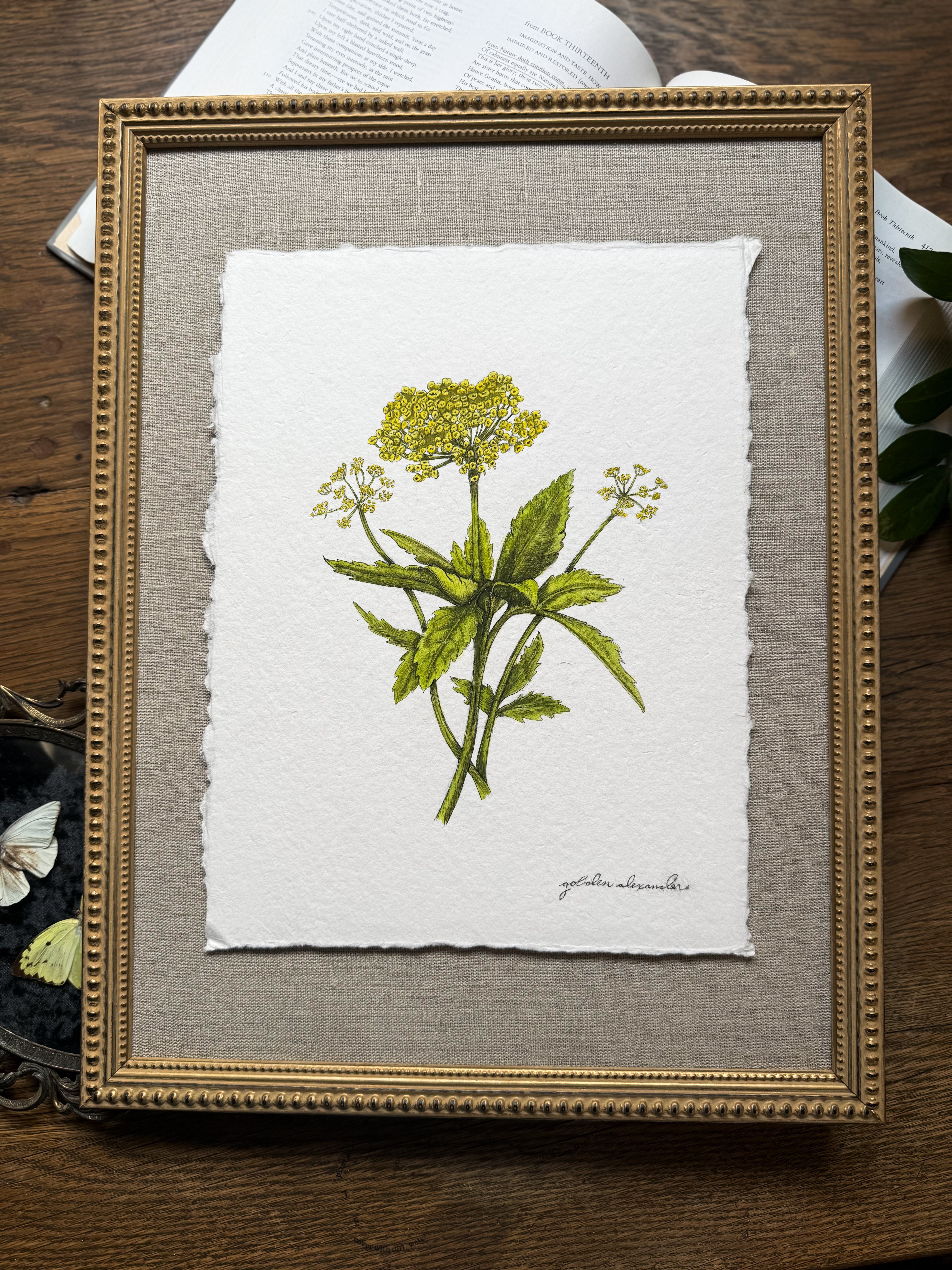 Framed Original Golden Alexander