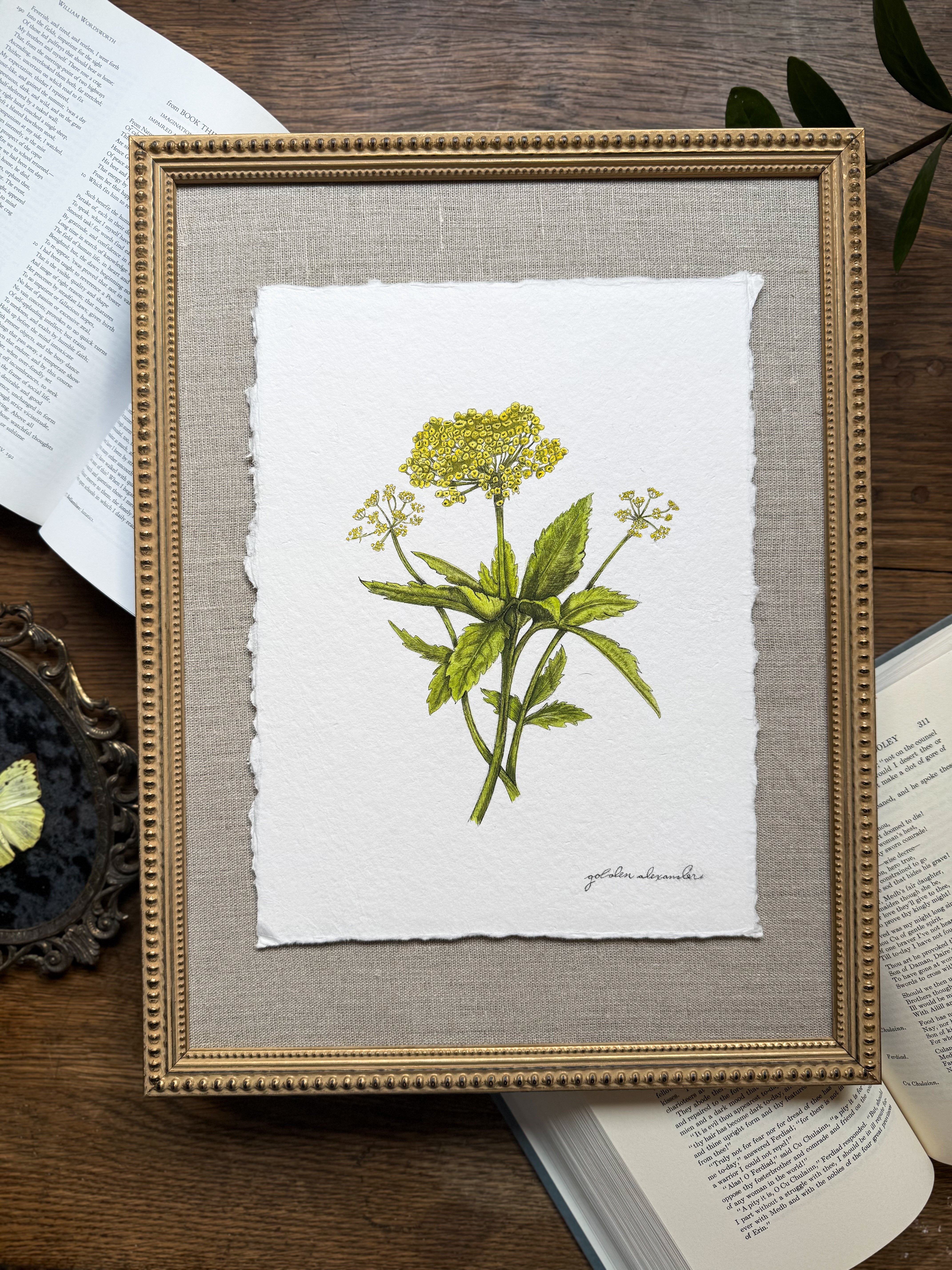 Framed Original Golden Alexander
