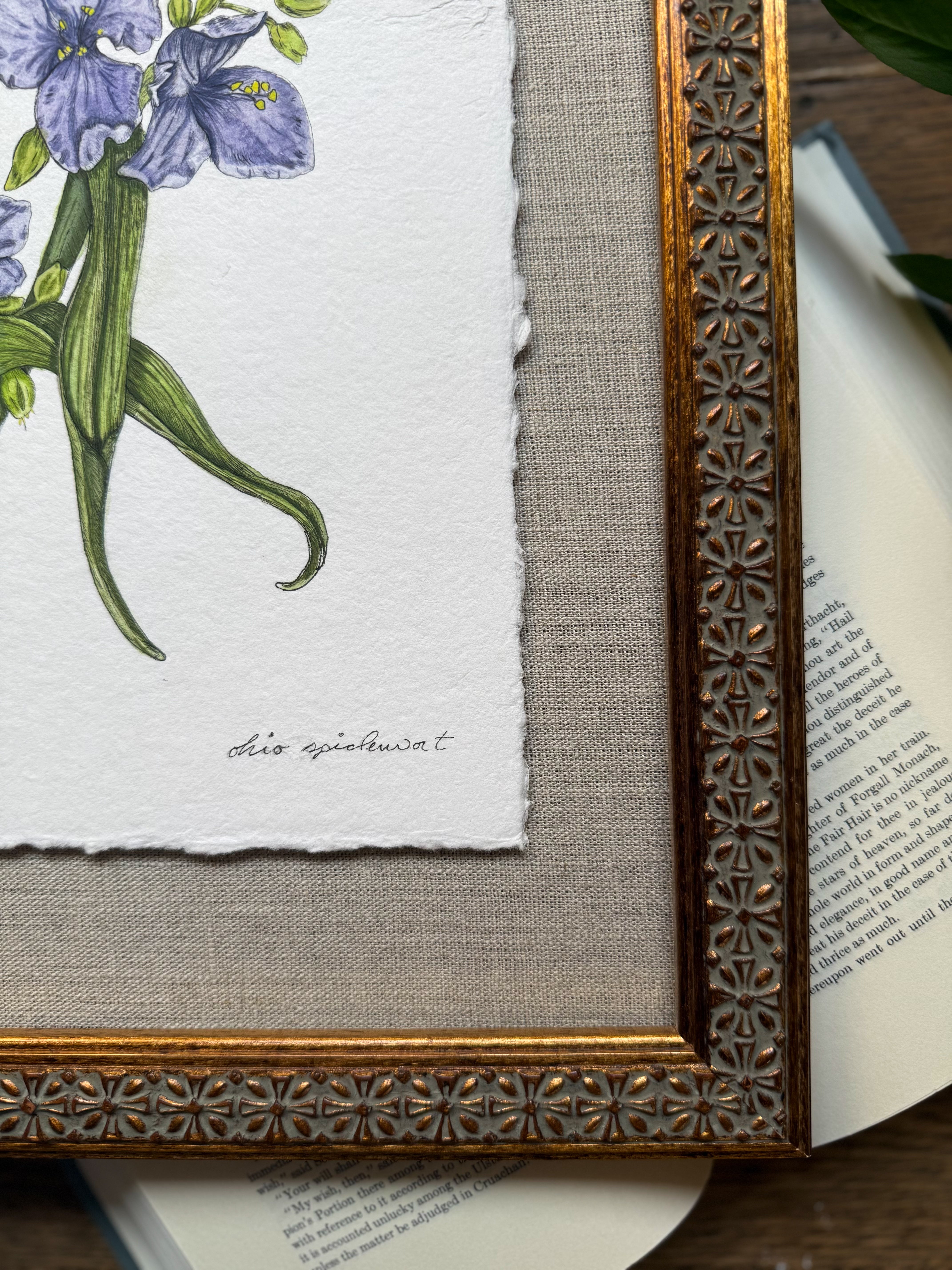 Framed Original Ohio Spiderwort