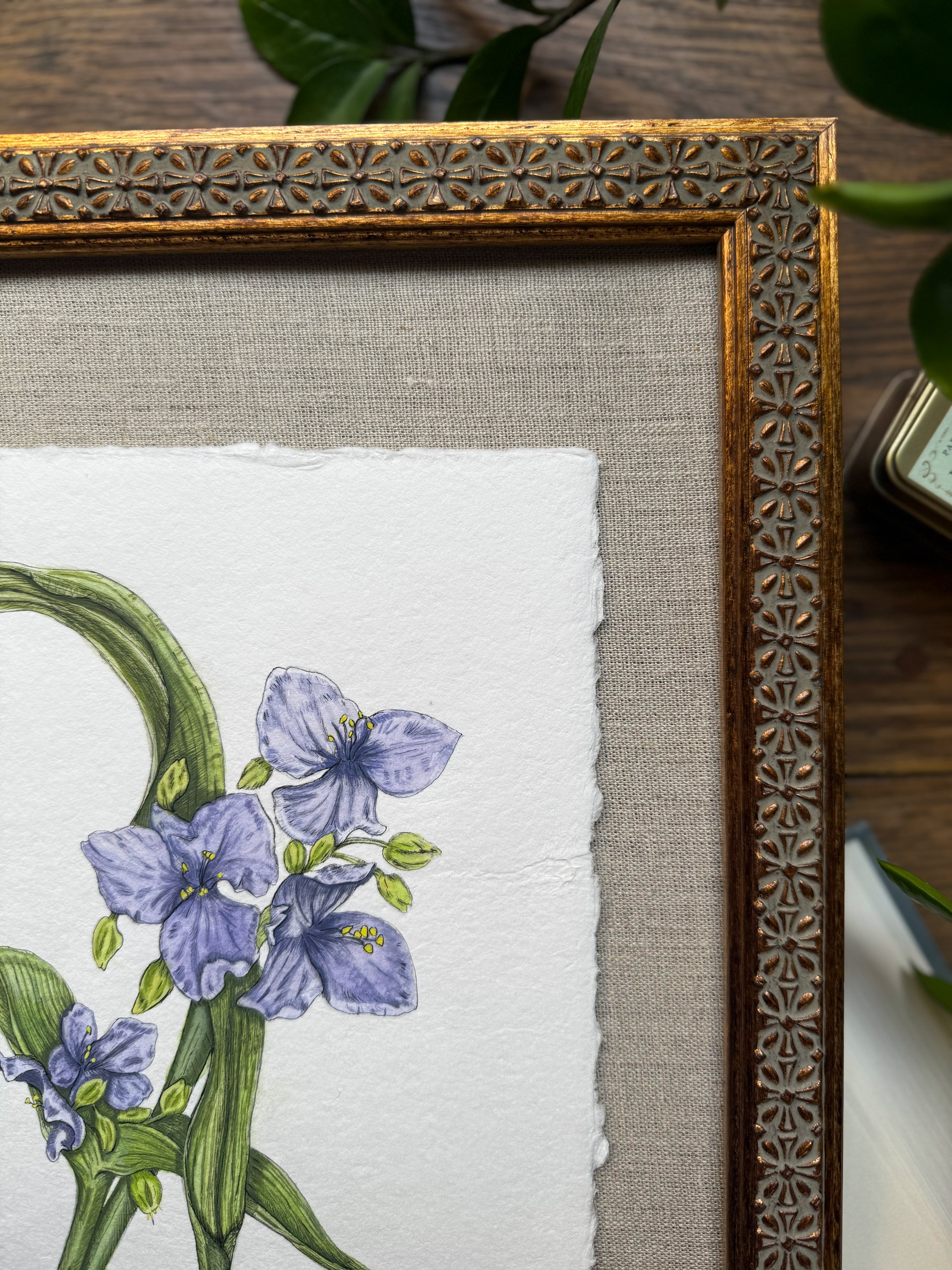 Framed Original Ohio Spiderwort
