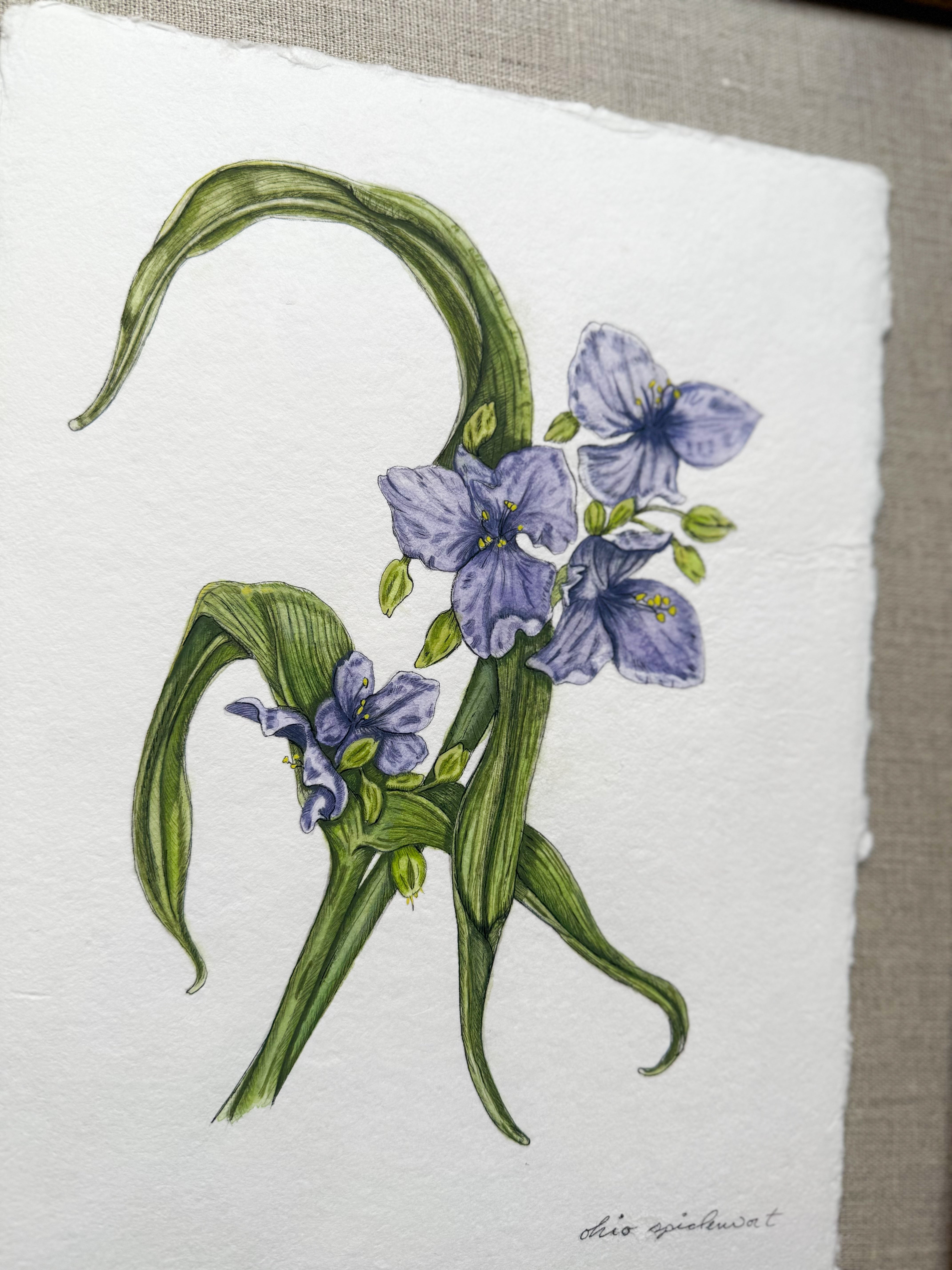 Framed Original Ohio Spiderwort