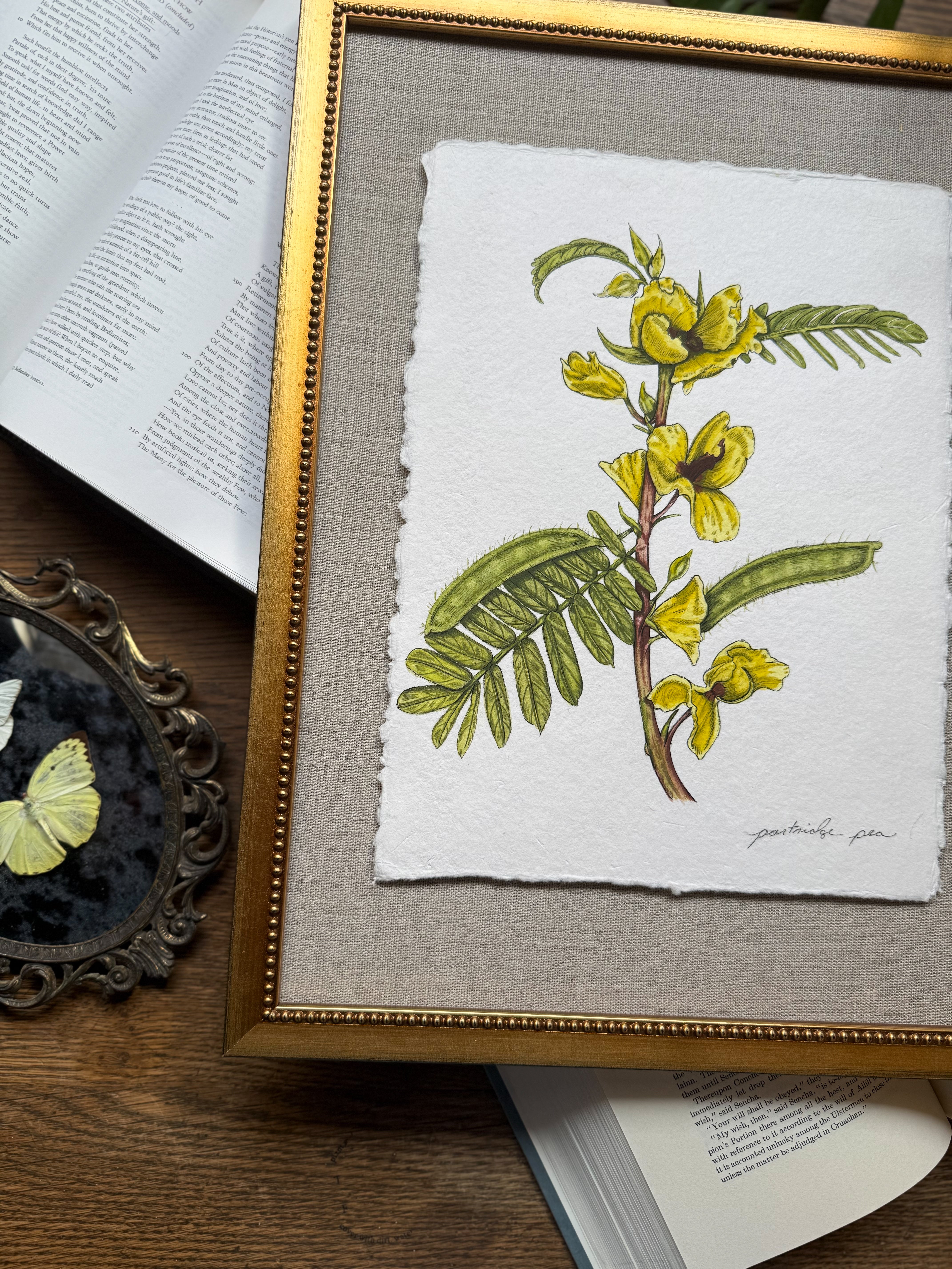 Framed Original Partridge Pea