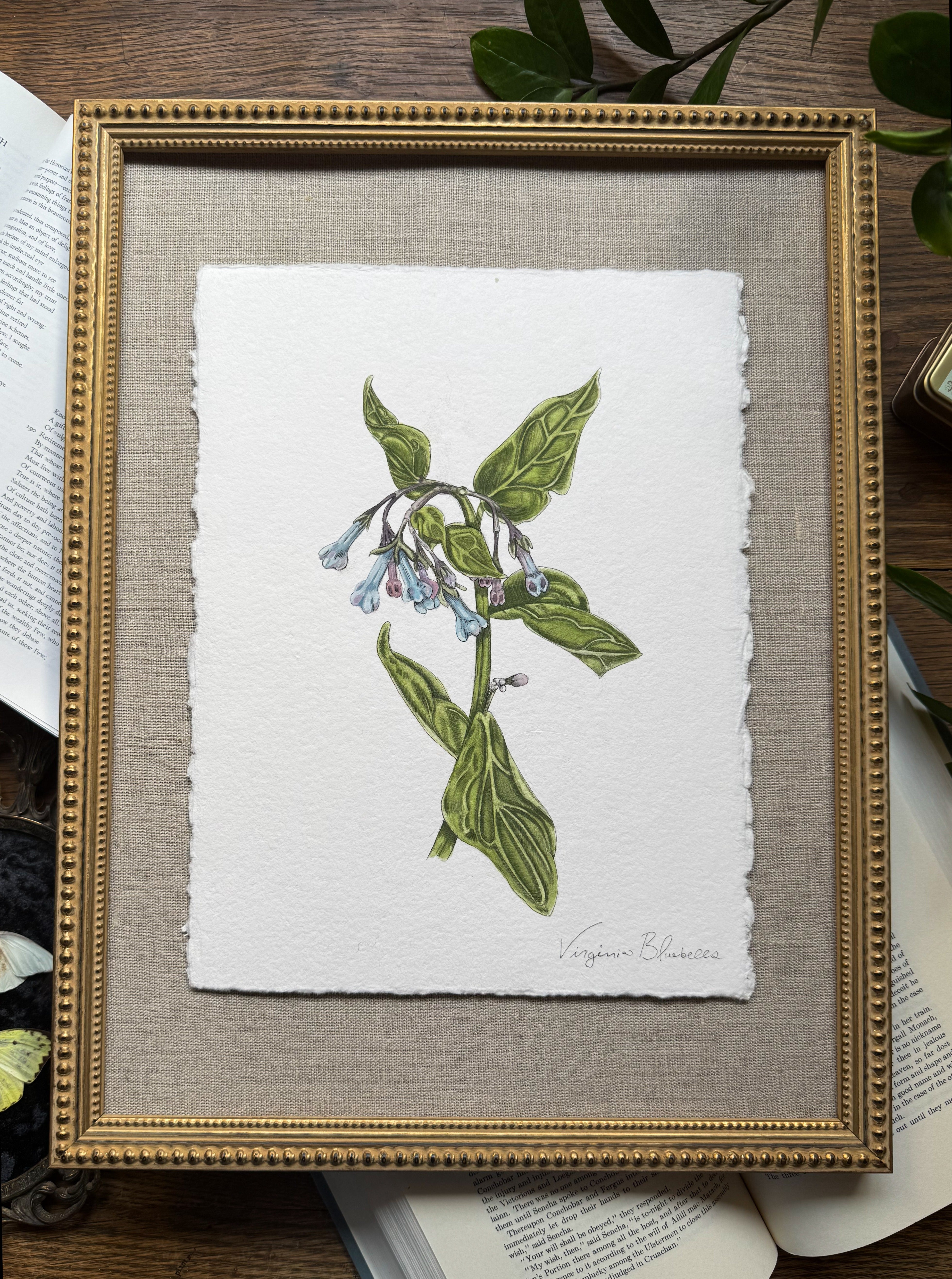 Framed Original Virginia Bluebell