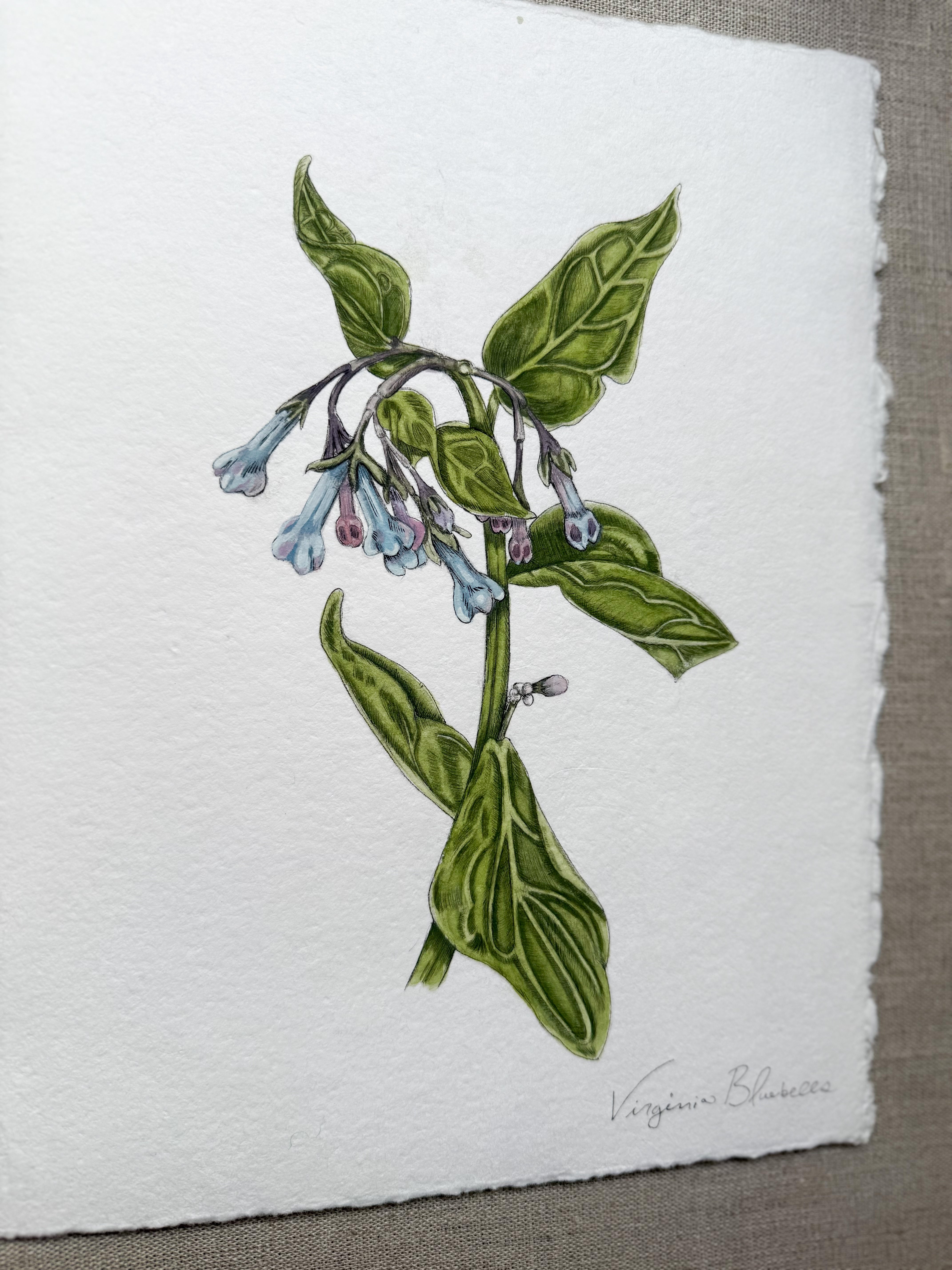 Framed Original Virginia Bluebell