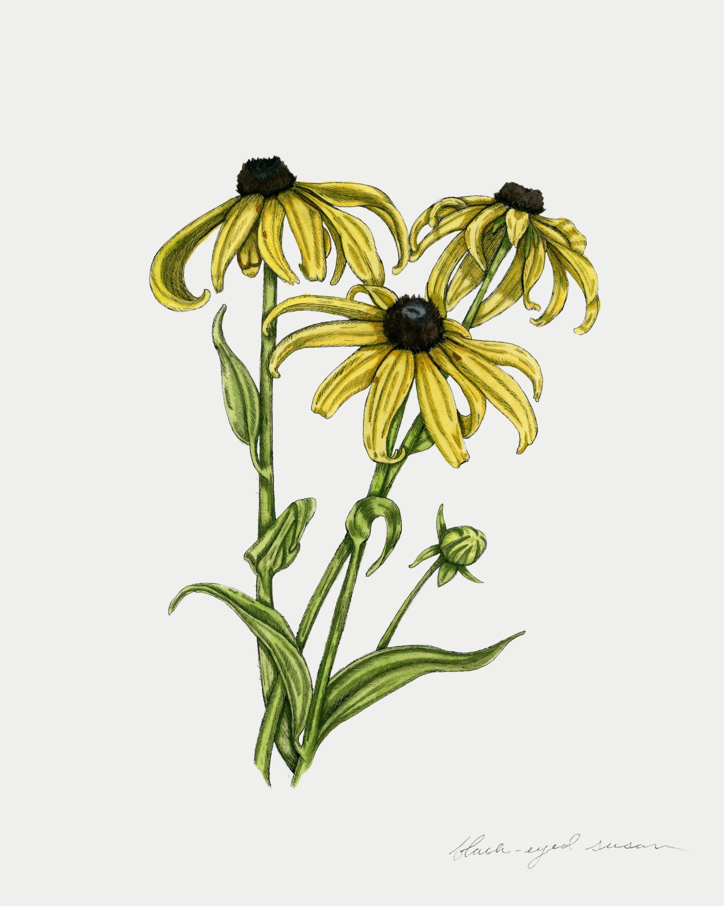 Black-eyed Susan Print