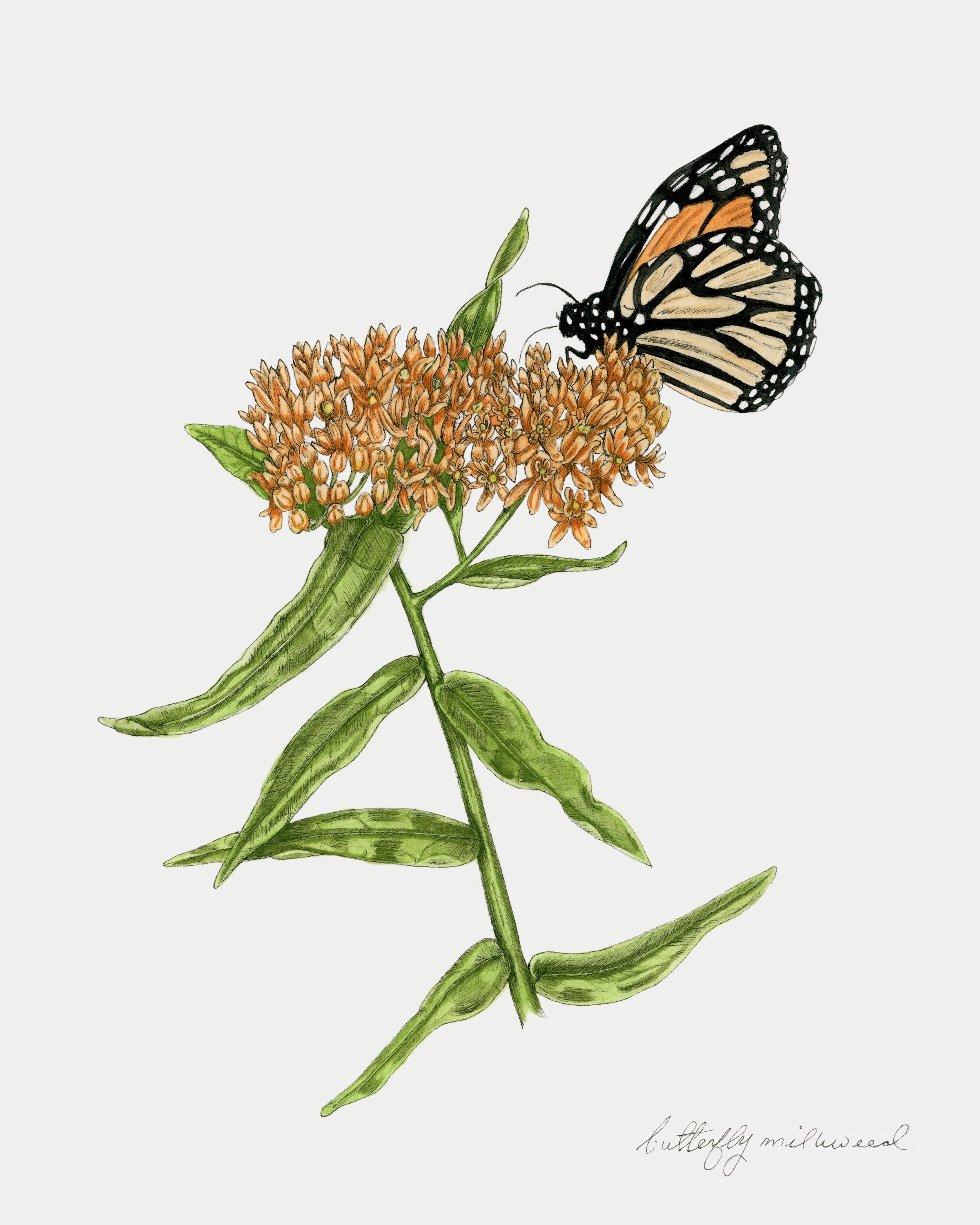 Butterfly Milkweed Print