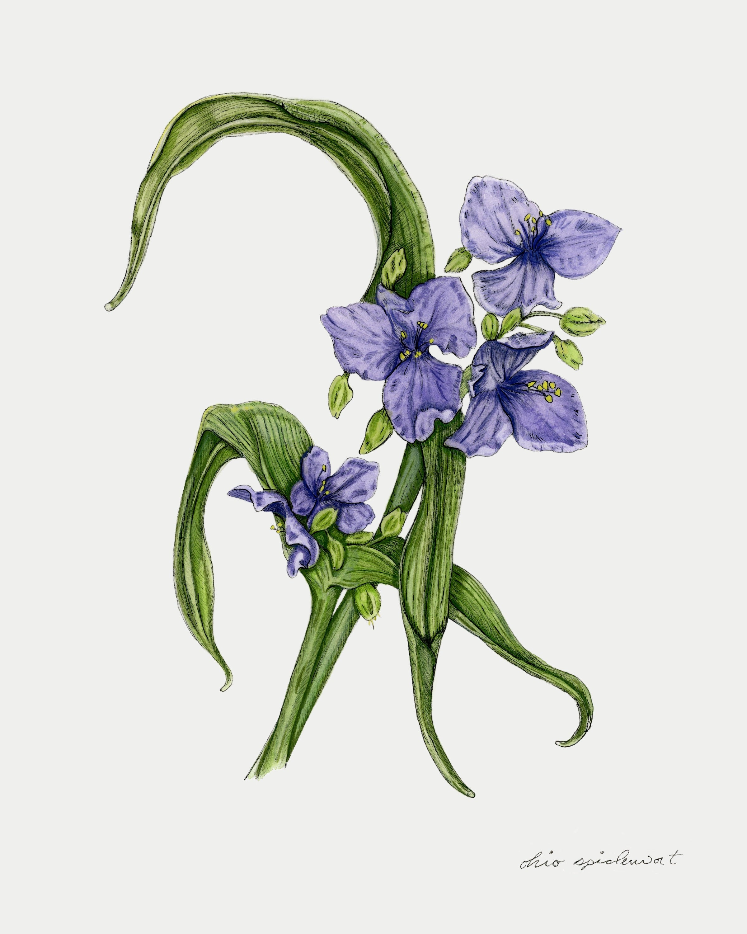 Ohio Spiderwort Print