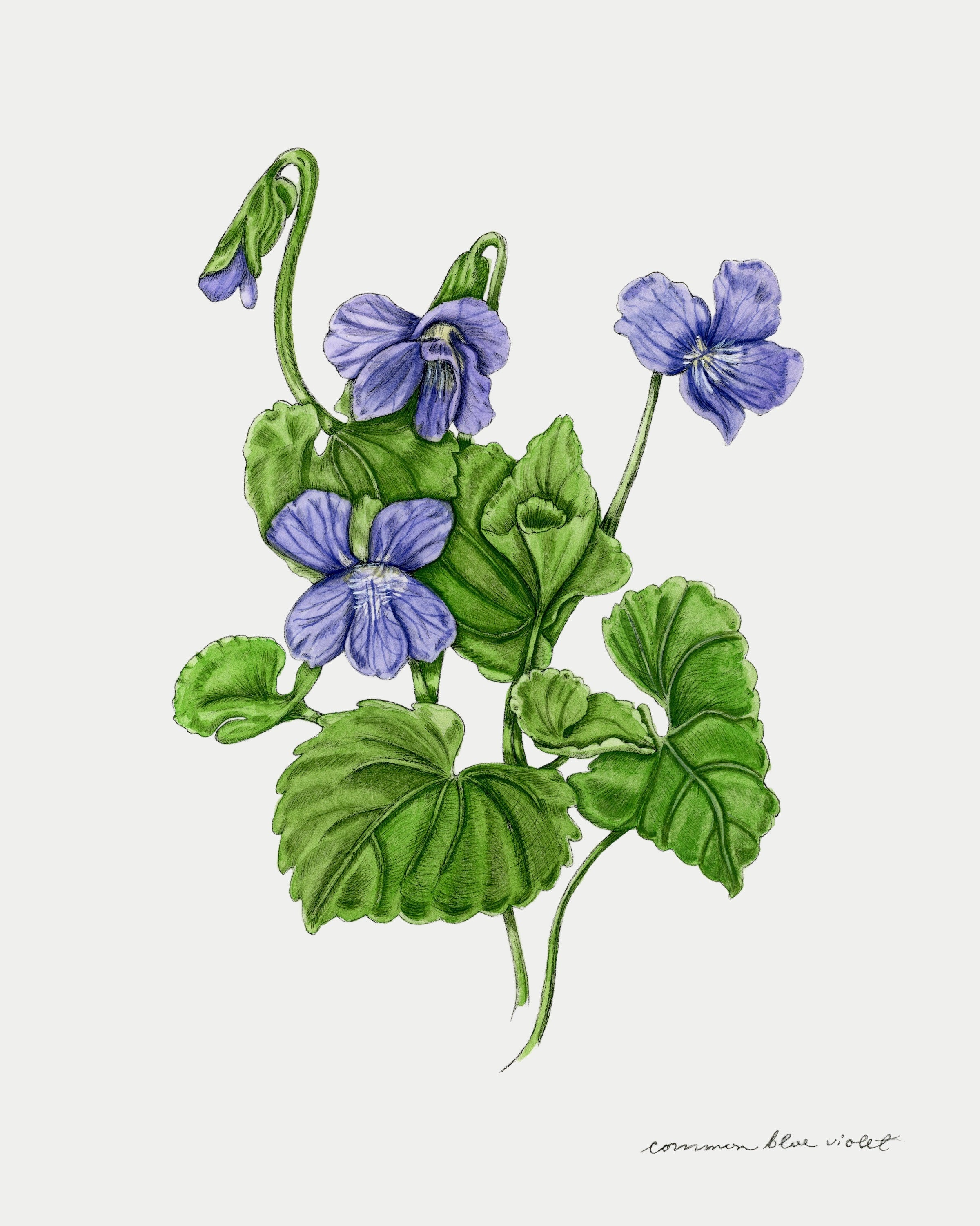 Common Blue Violet Print