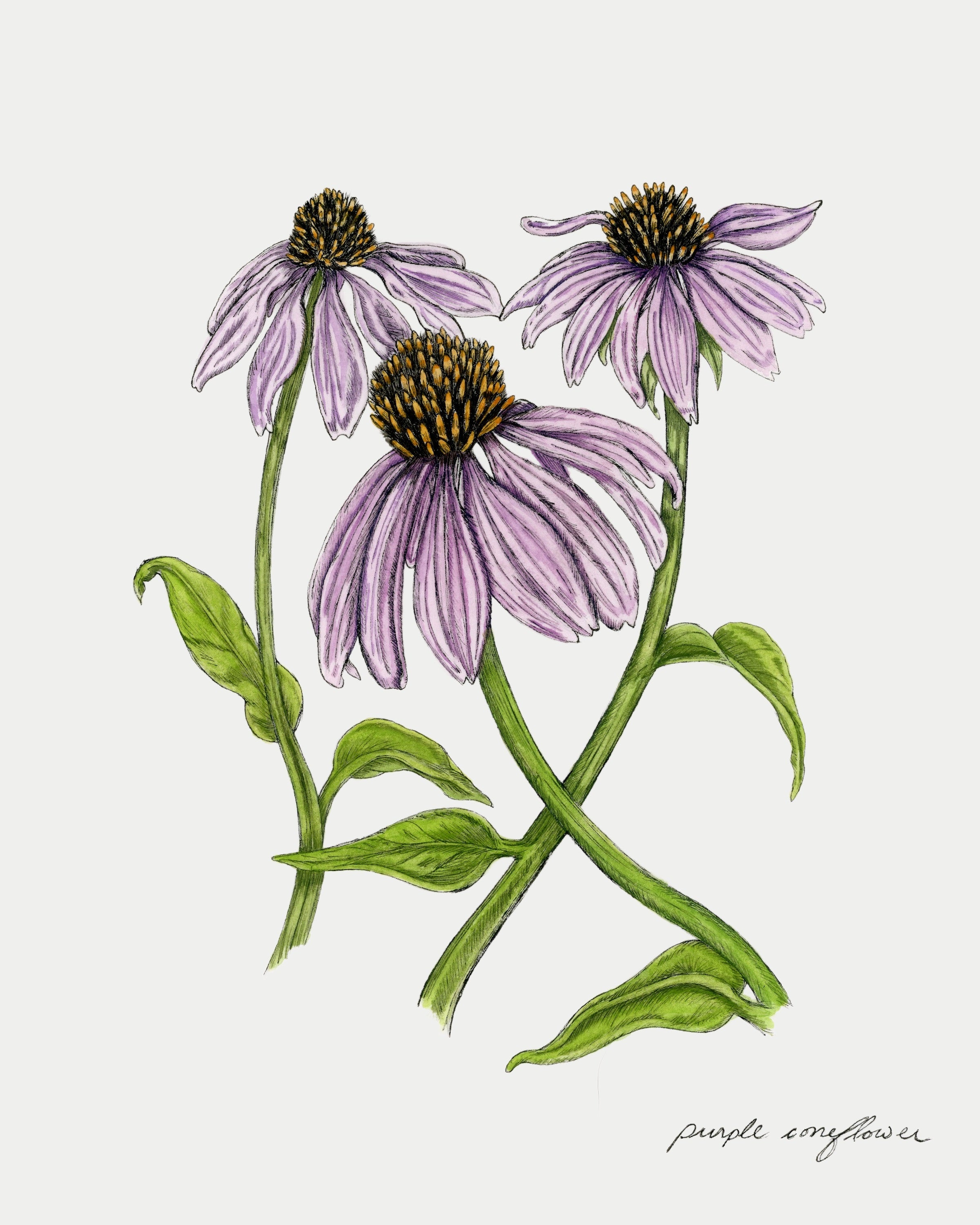 Purple Coneflower Print