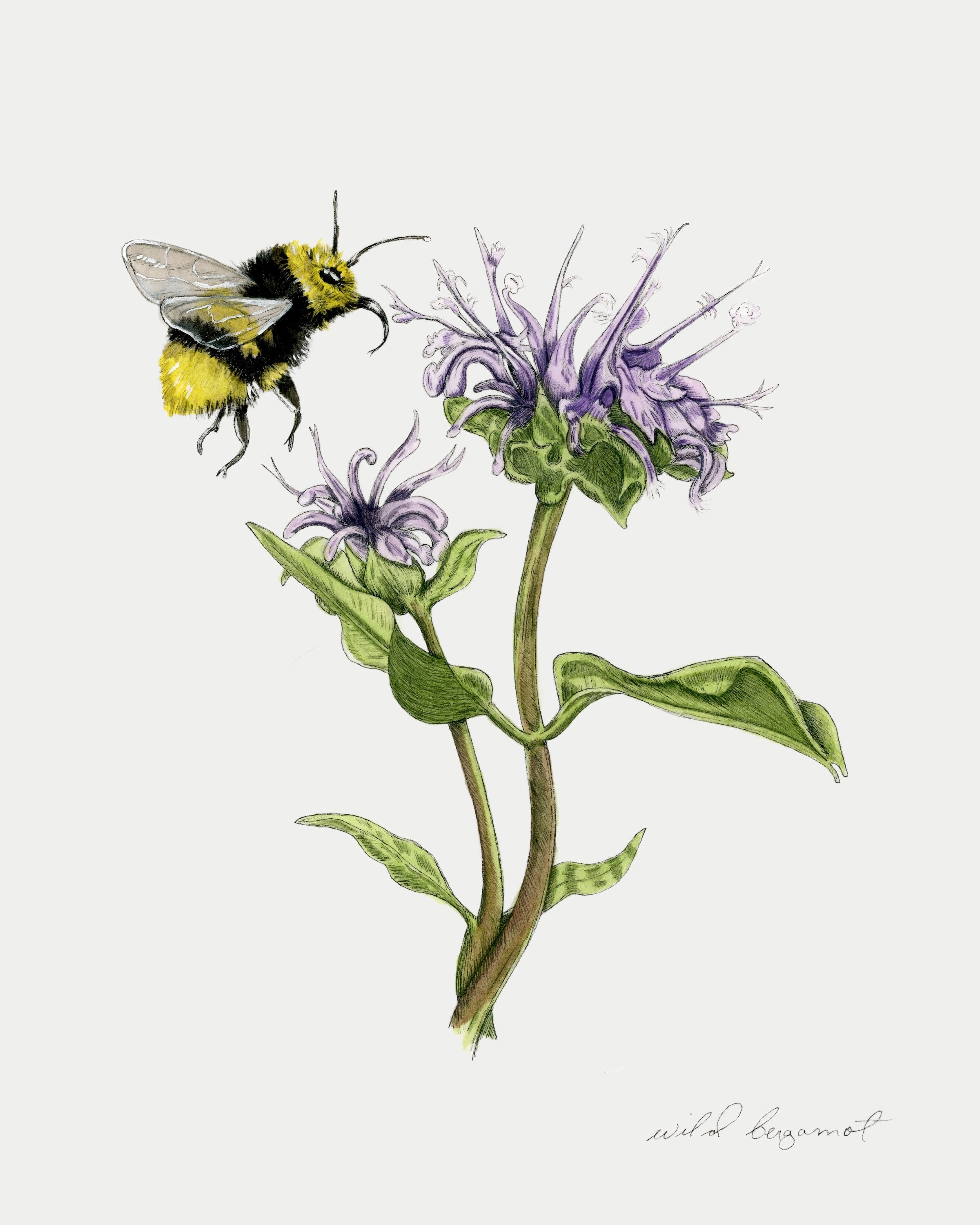 Wild Bergamot (Bee Balm) Print