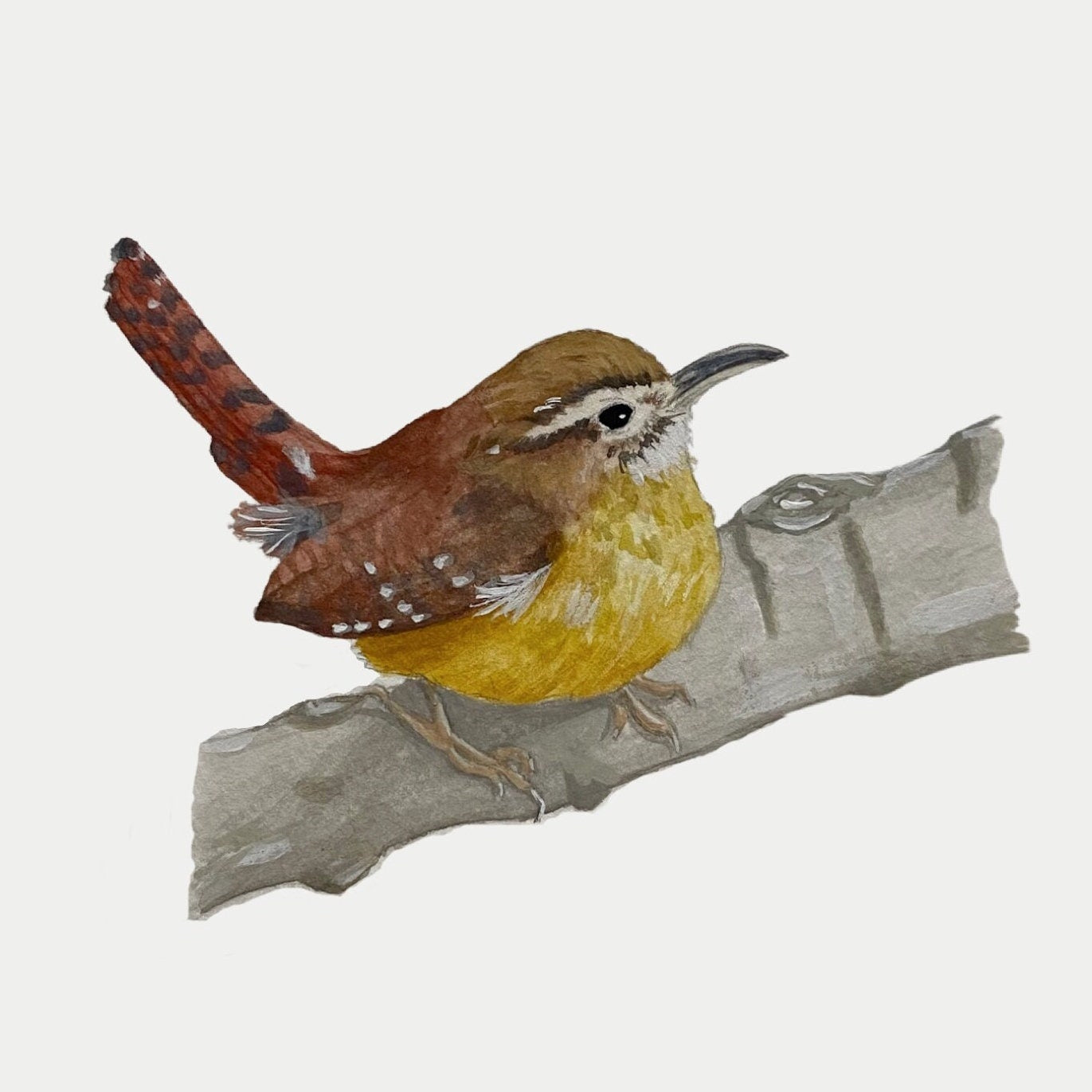Carolina Wren Print