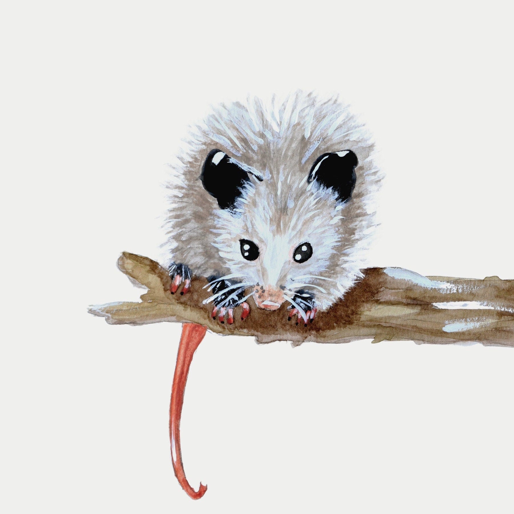 Opossum Print