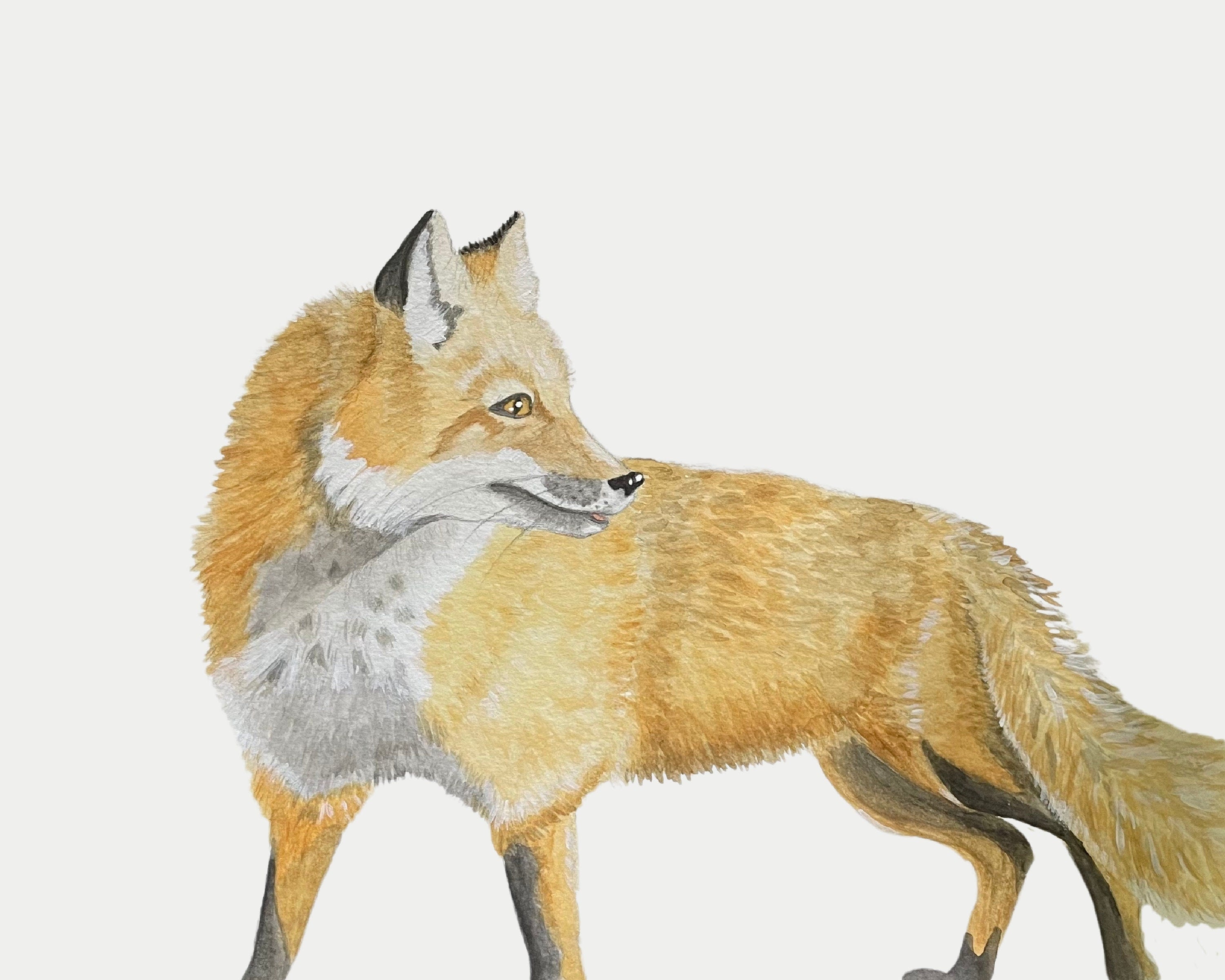 Red Fox Print