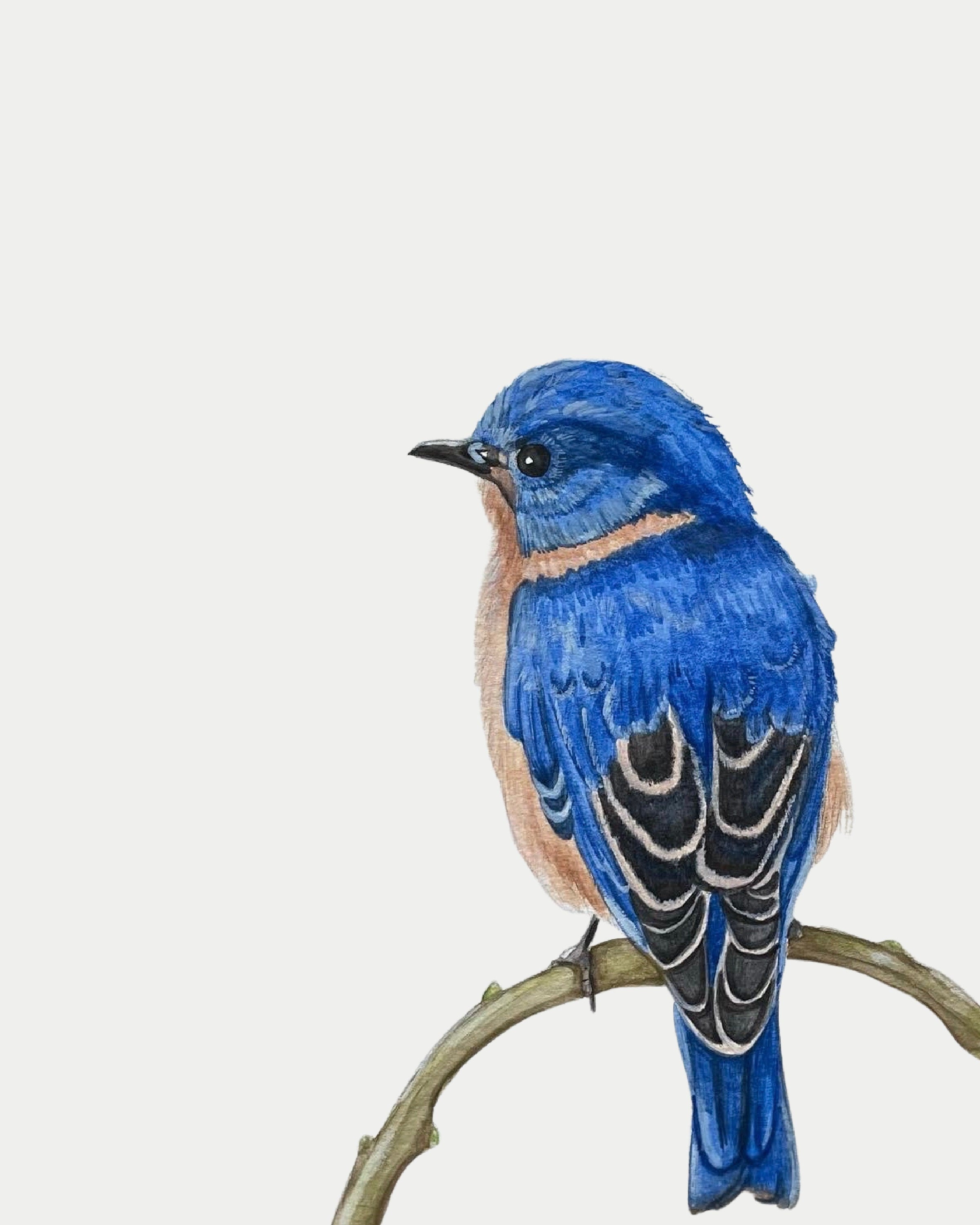 Eastern Bluebird Print