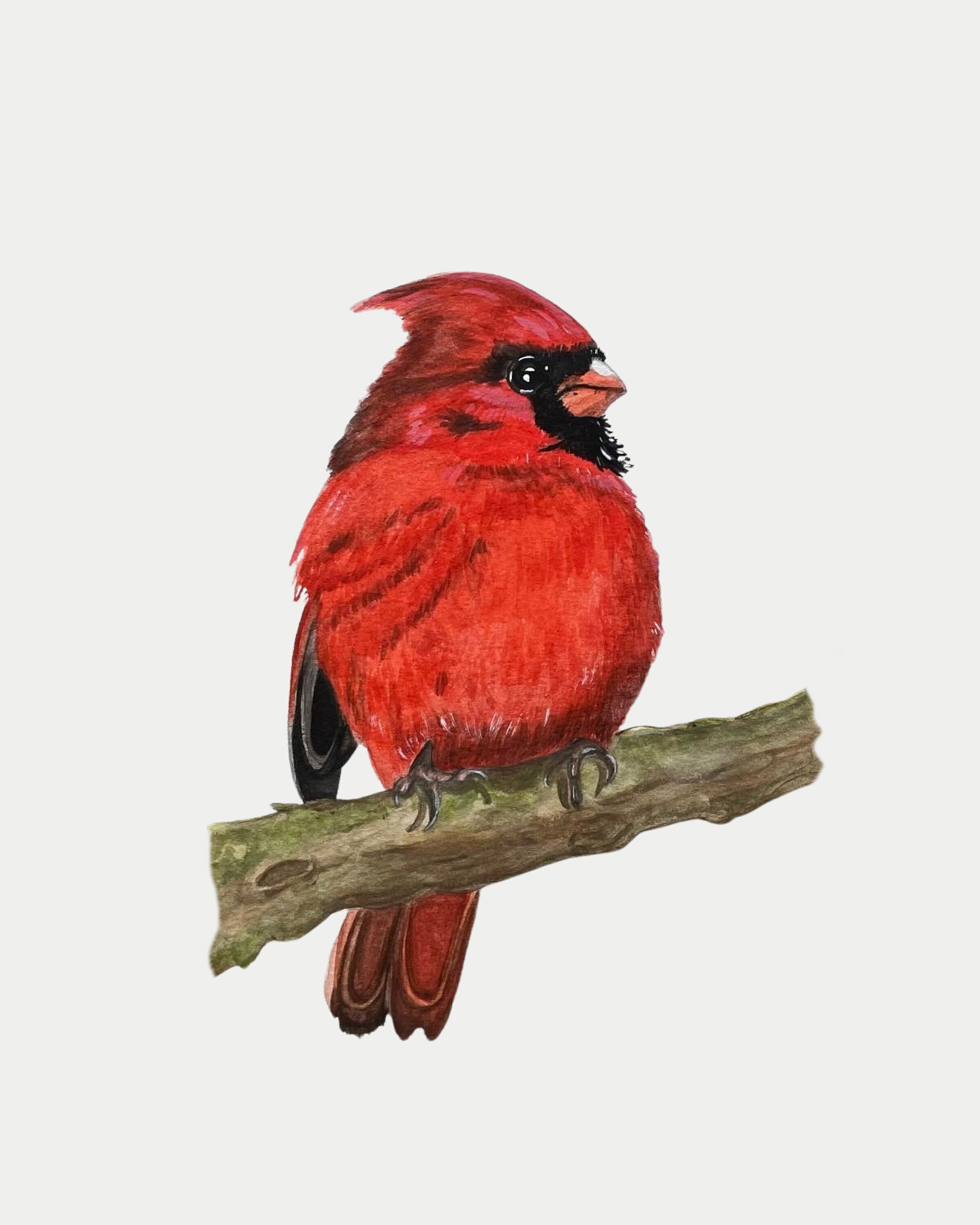 Northern Cardinal Print