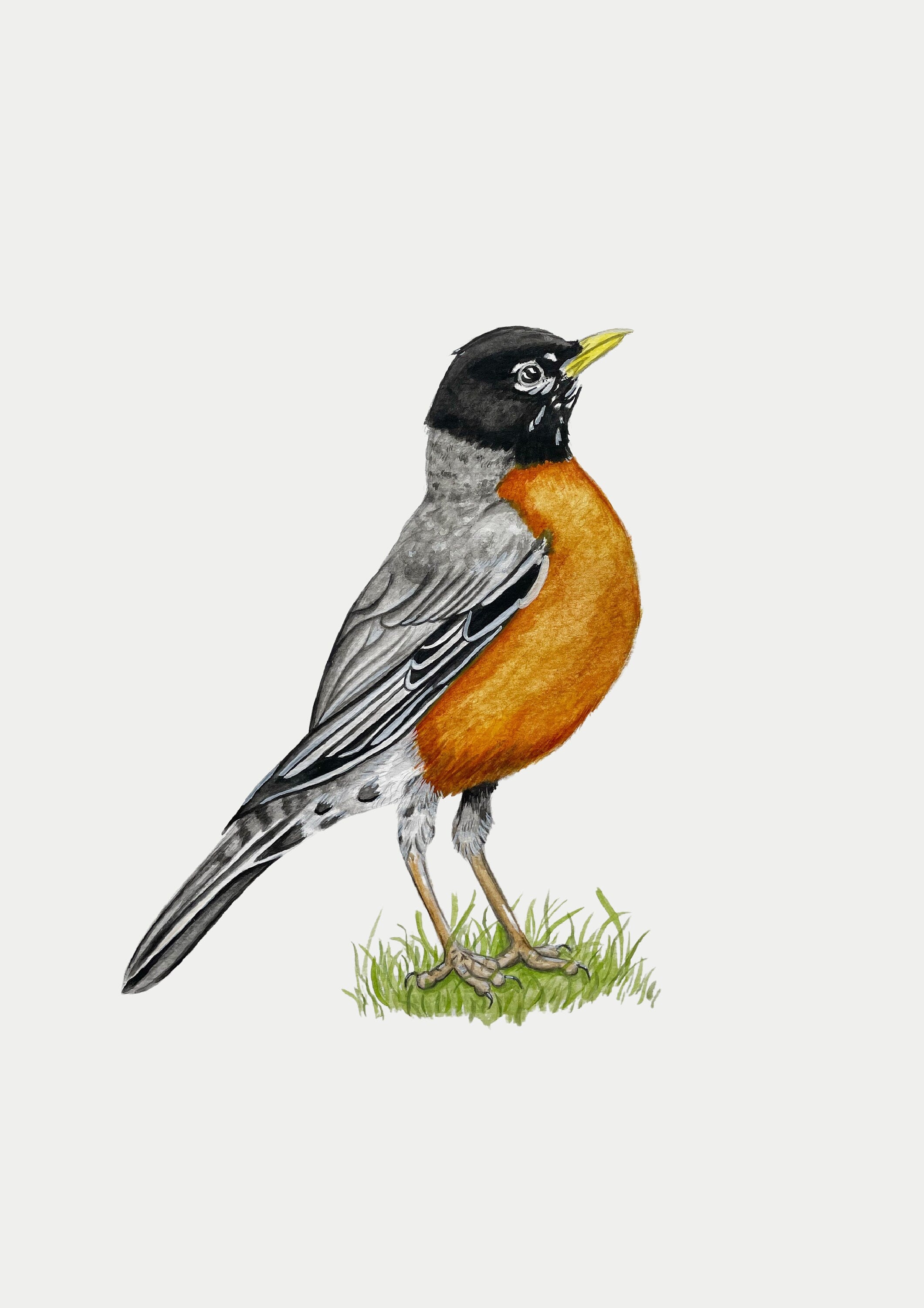 American Robin Print