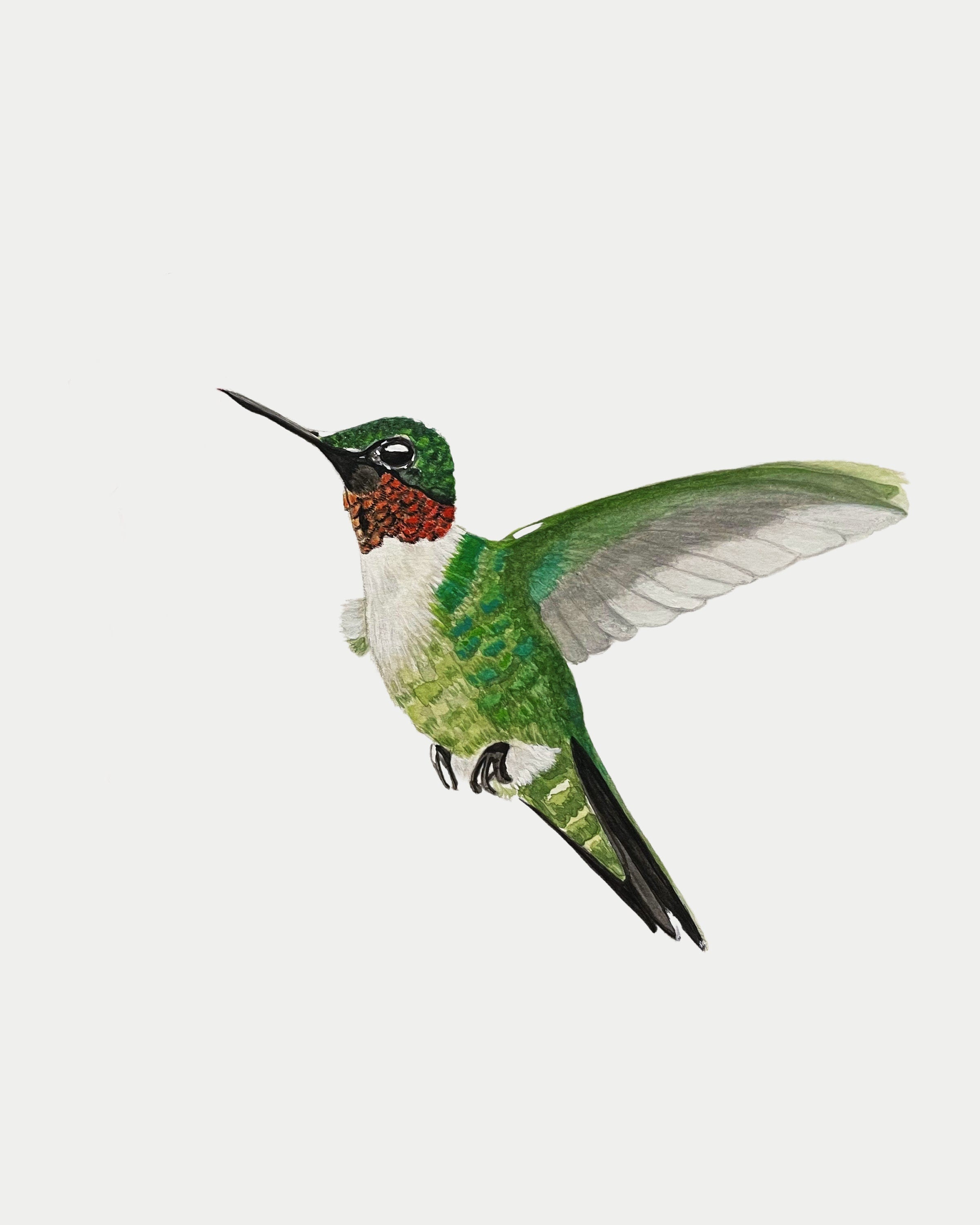Ruby-Throated Hummingbird Print