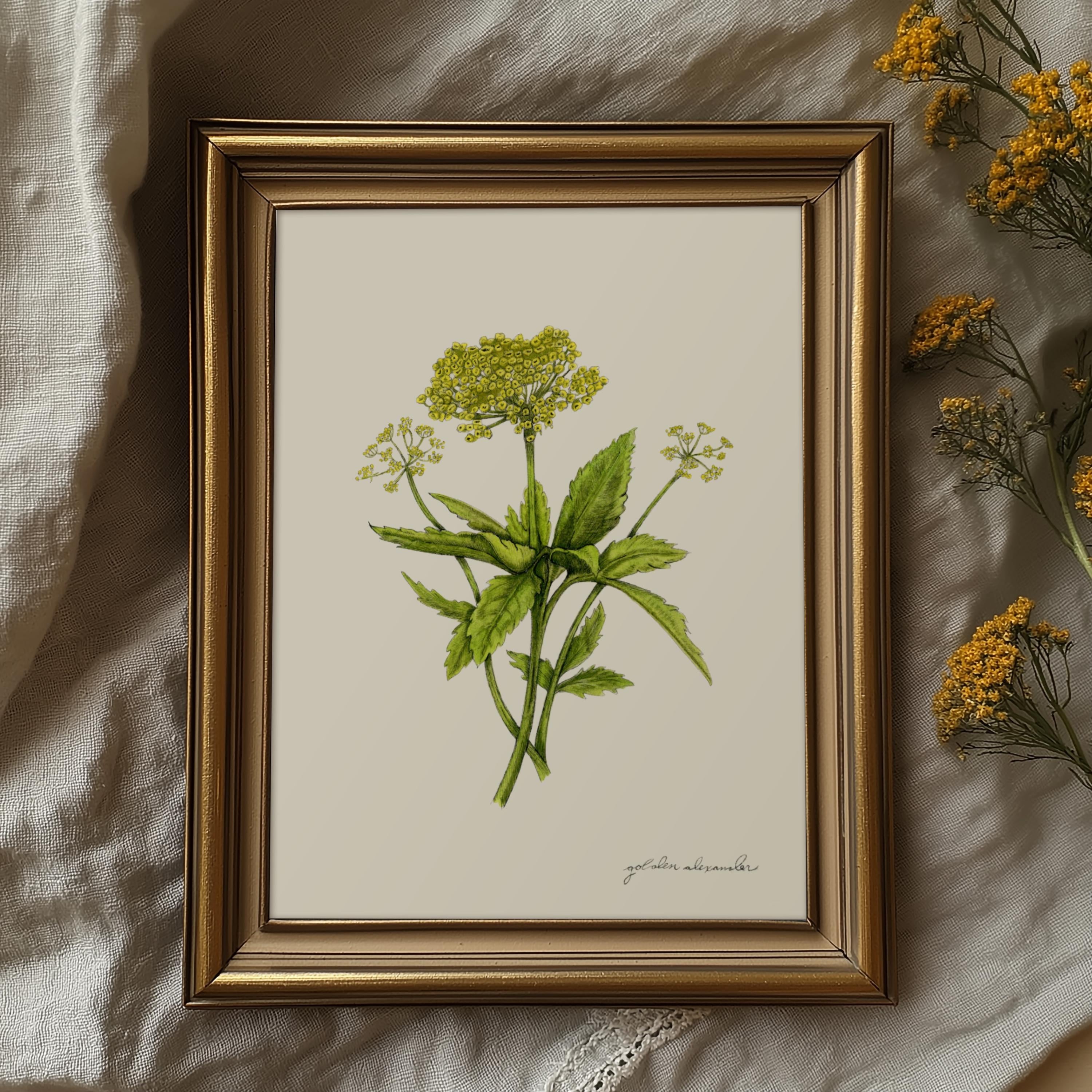 Golden Alexander Print