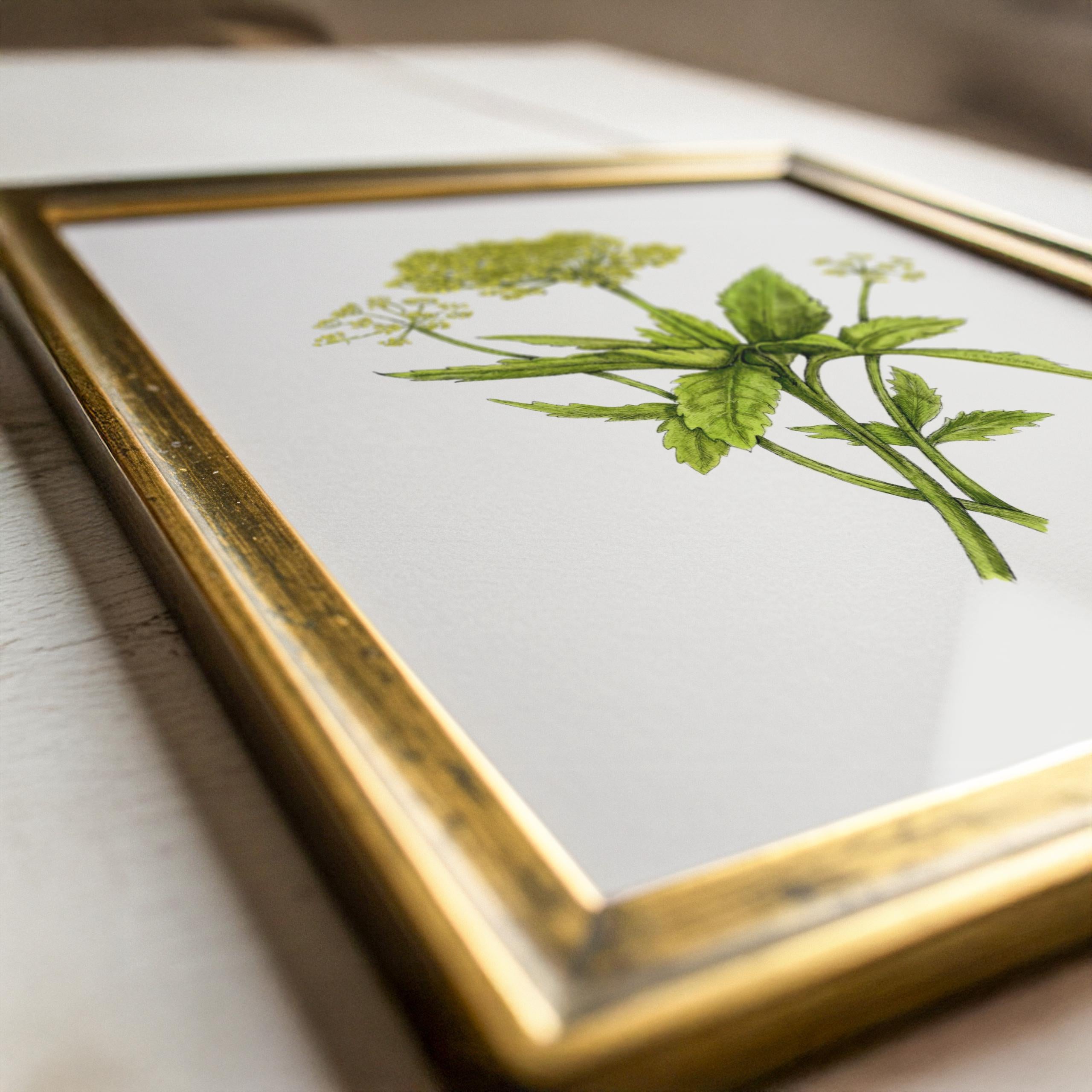 Golden Alexander Print