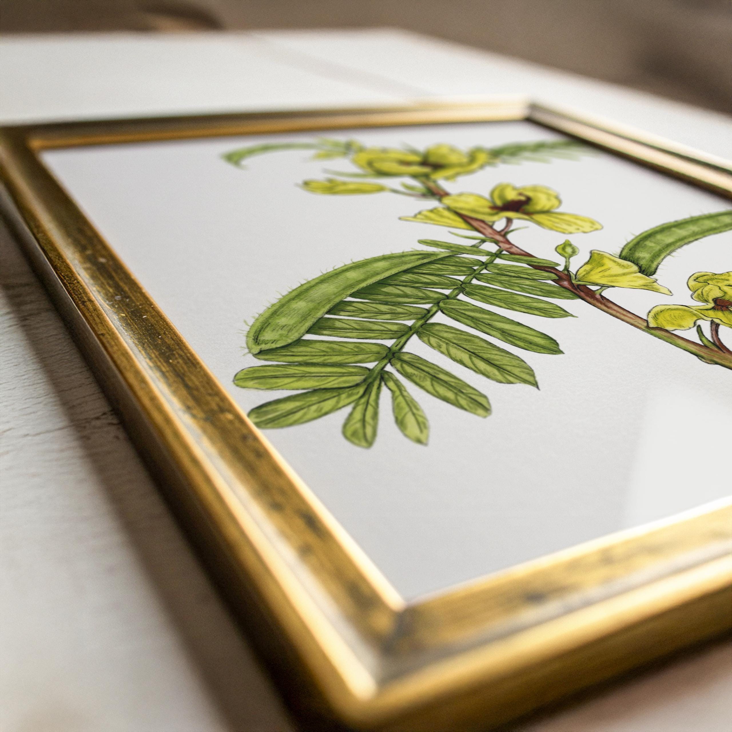 Partridge Pea Print