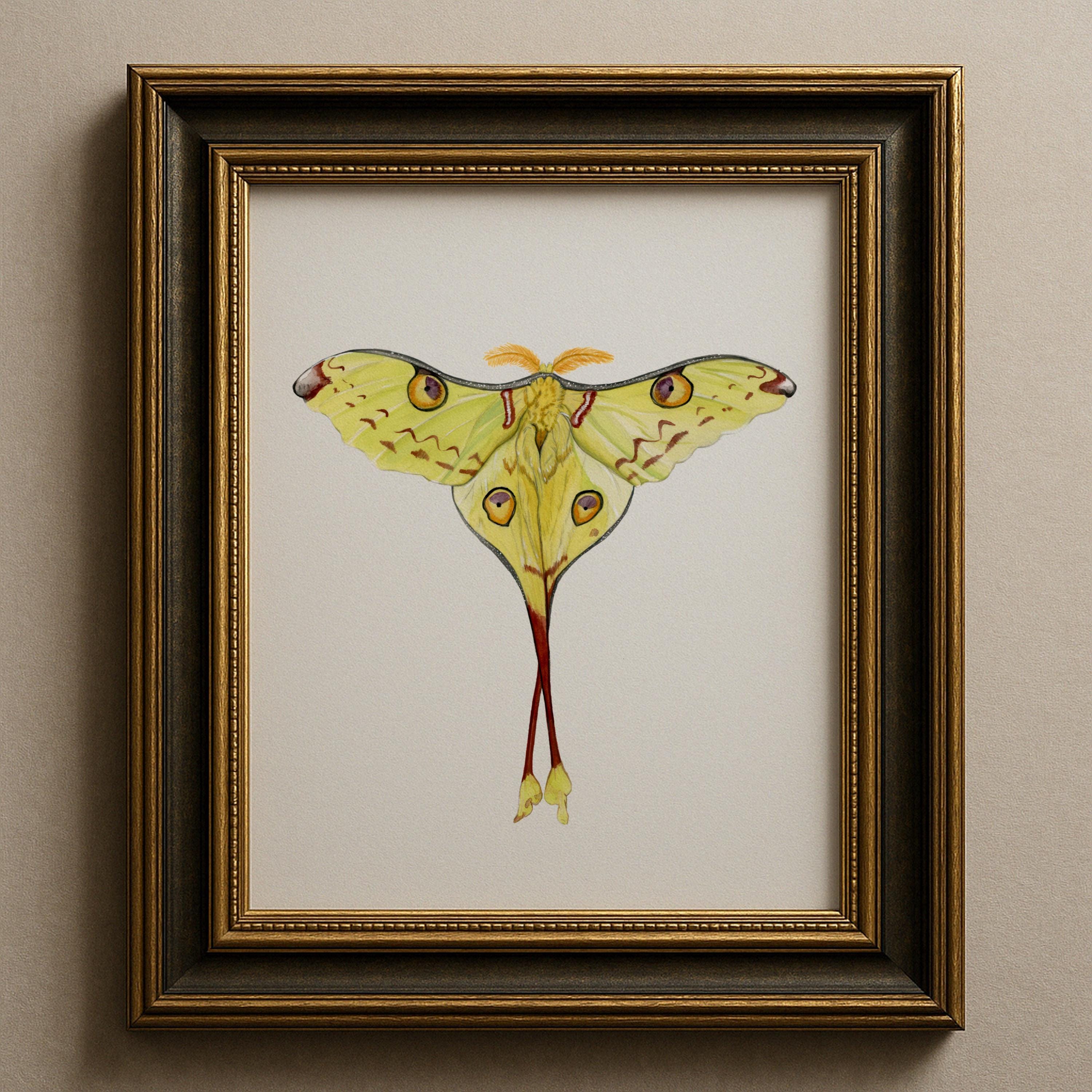 Madagascan Moon Moth Print