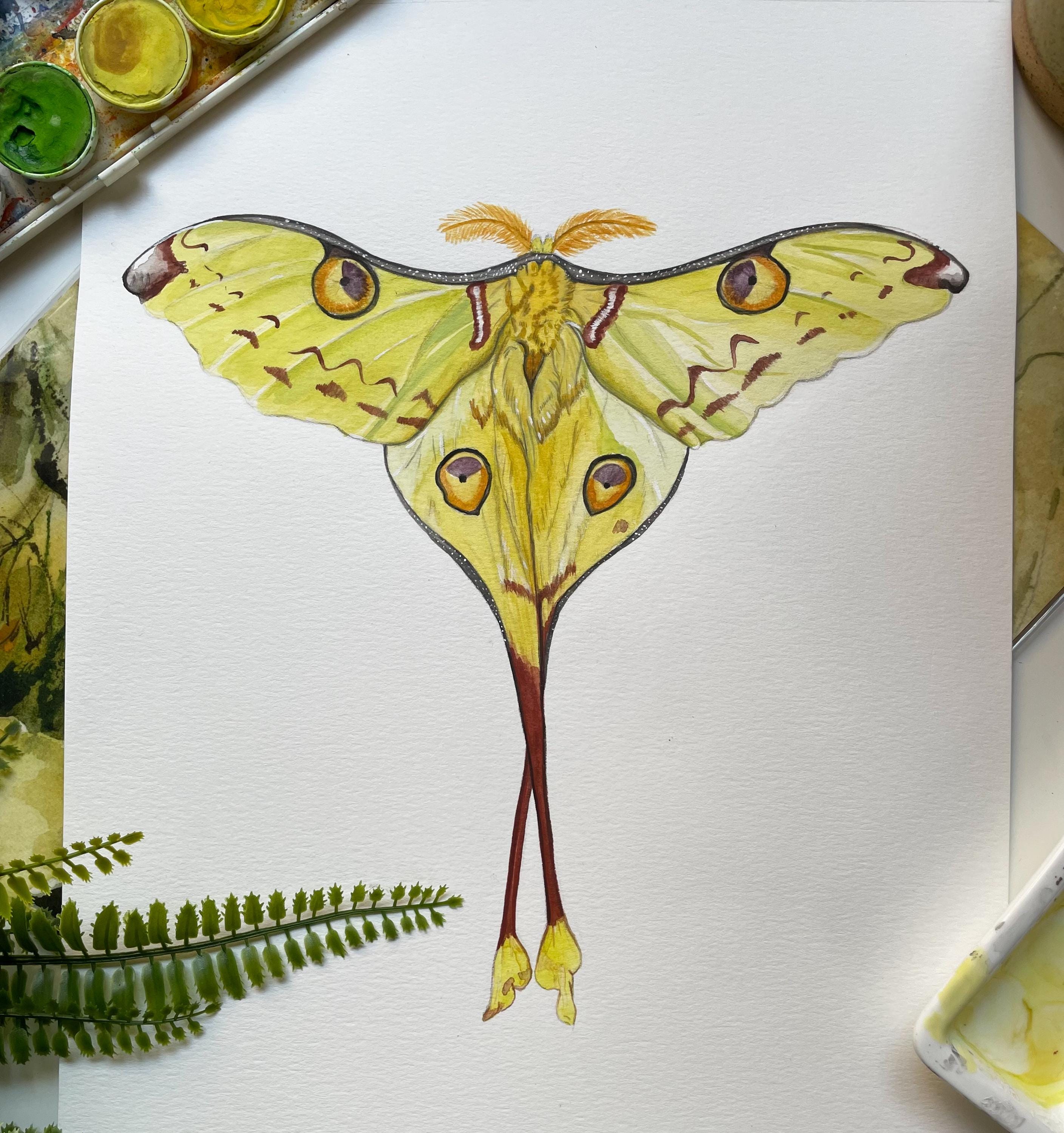 Madagascan Moon Moth Print