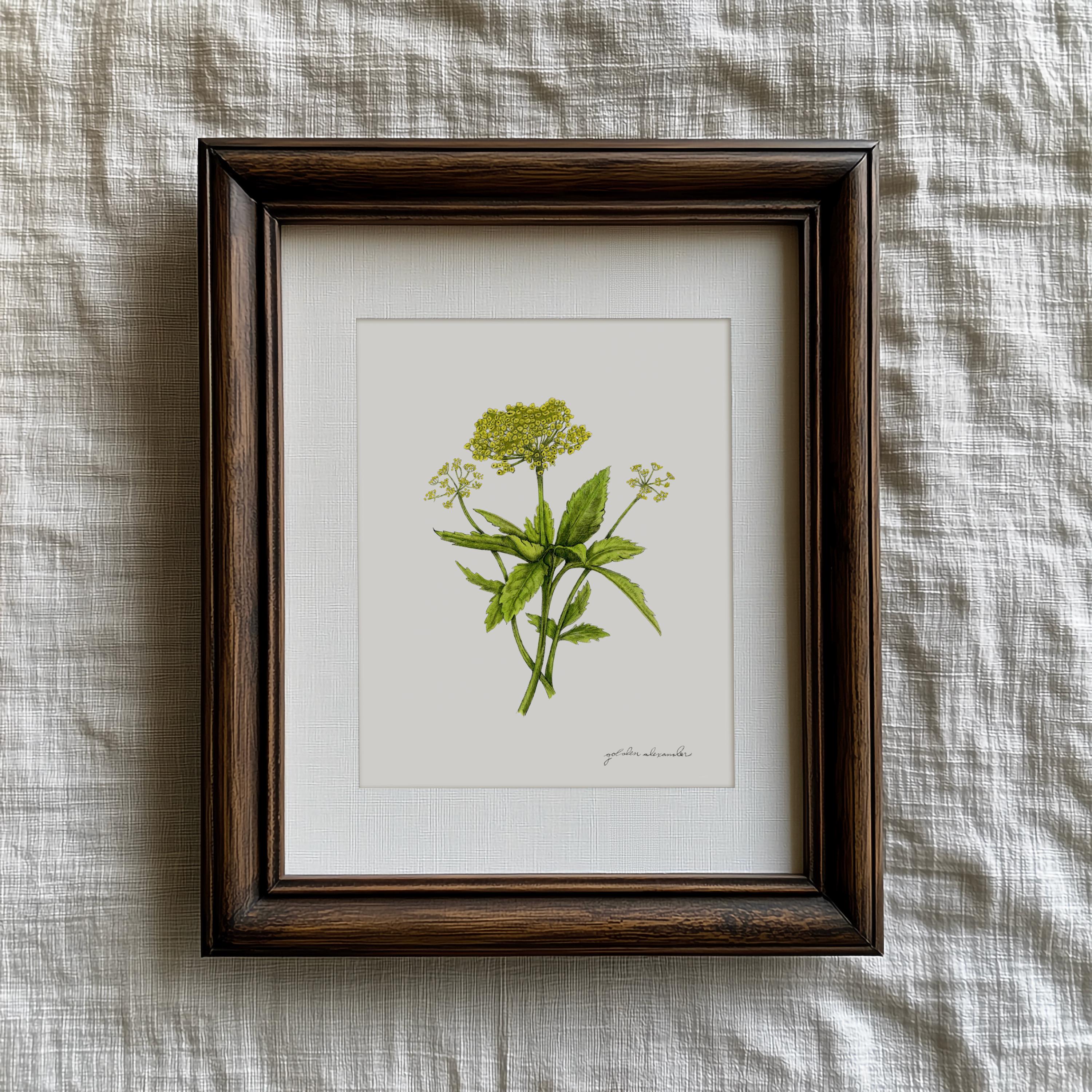 Golden Alexander Print