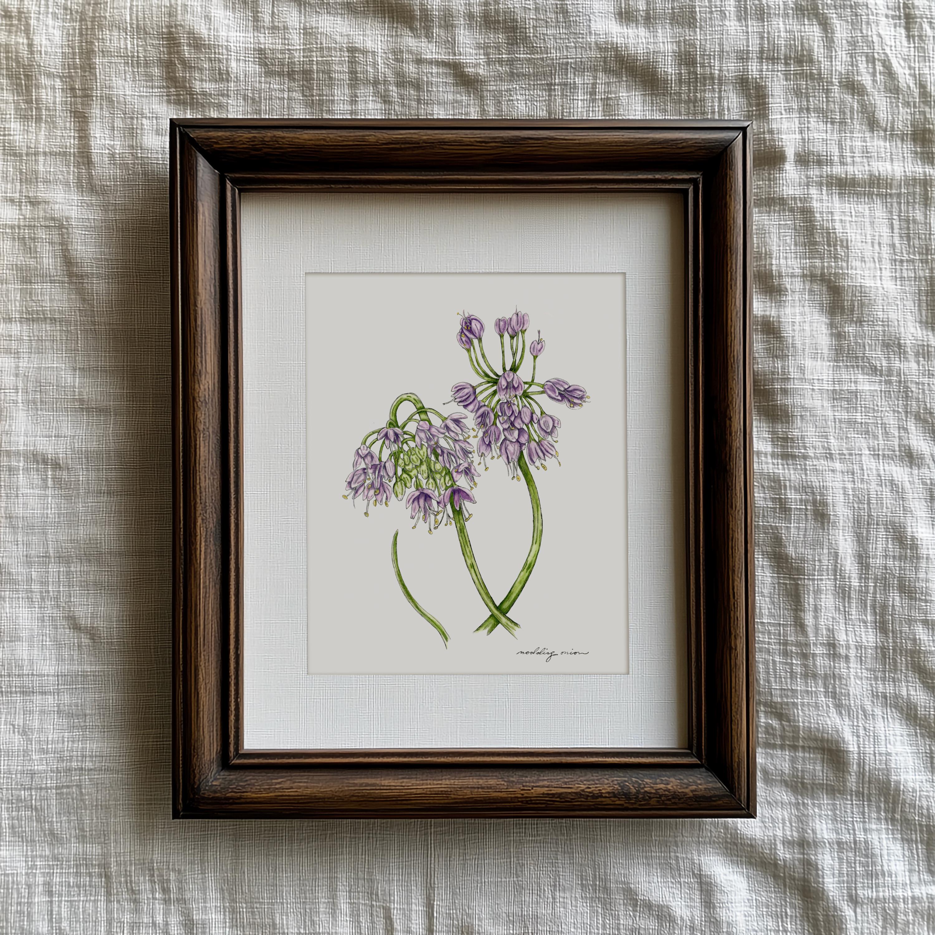 Nodding Onion Print