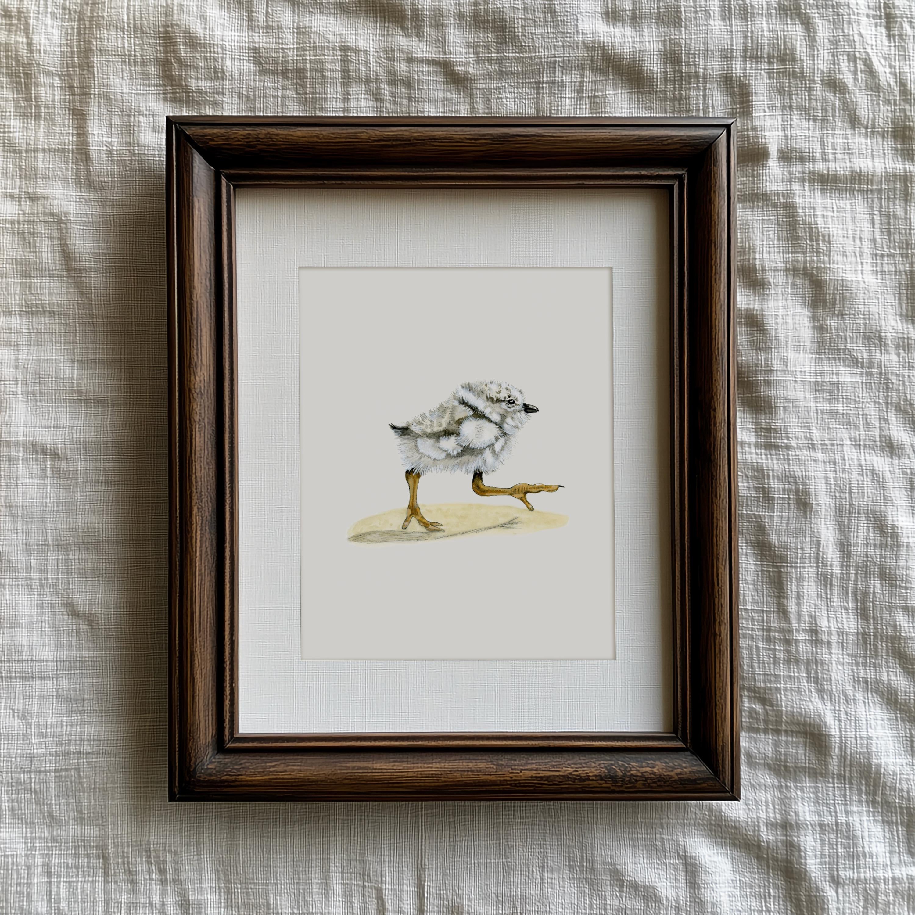 Piping Plover Print