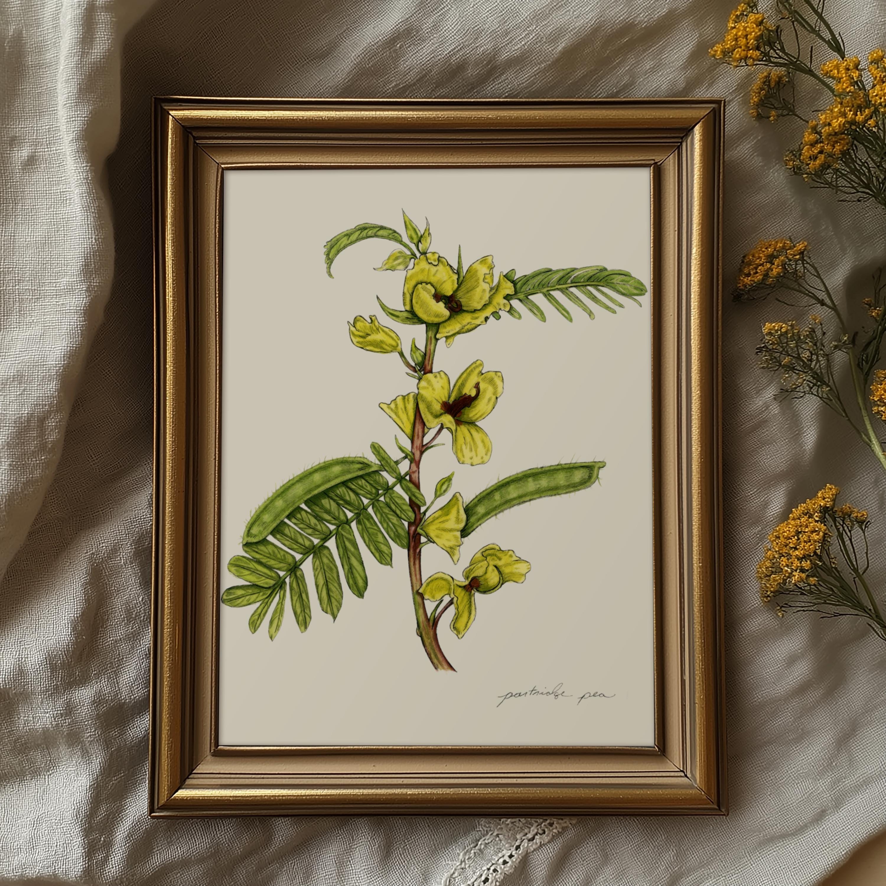 Partridge Pea Print