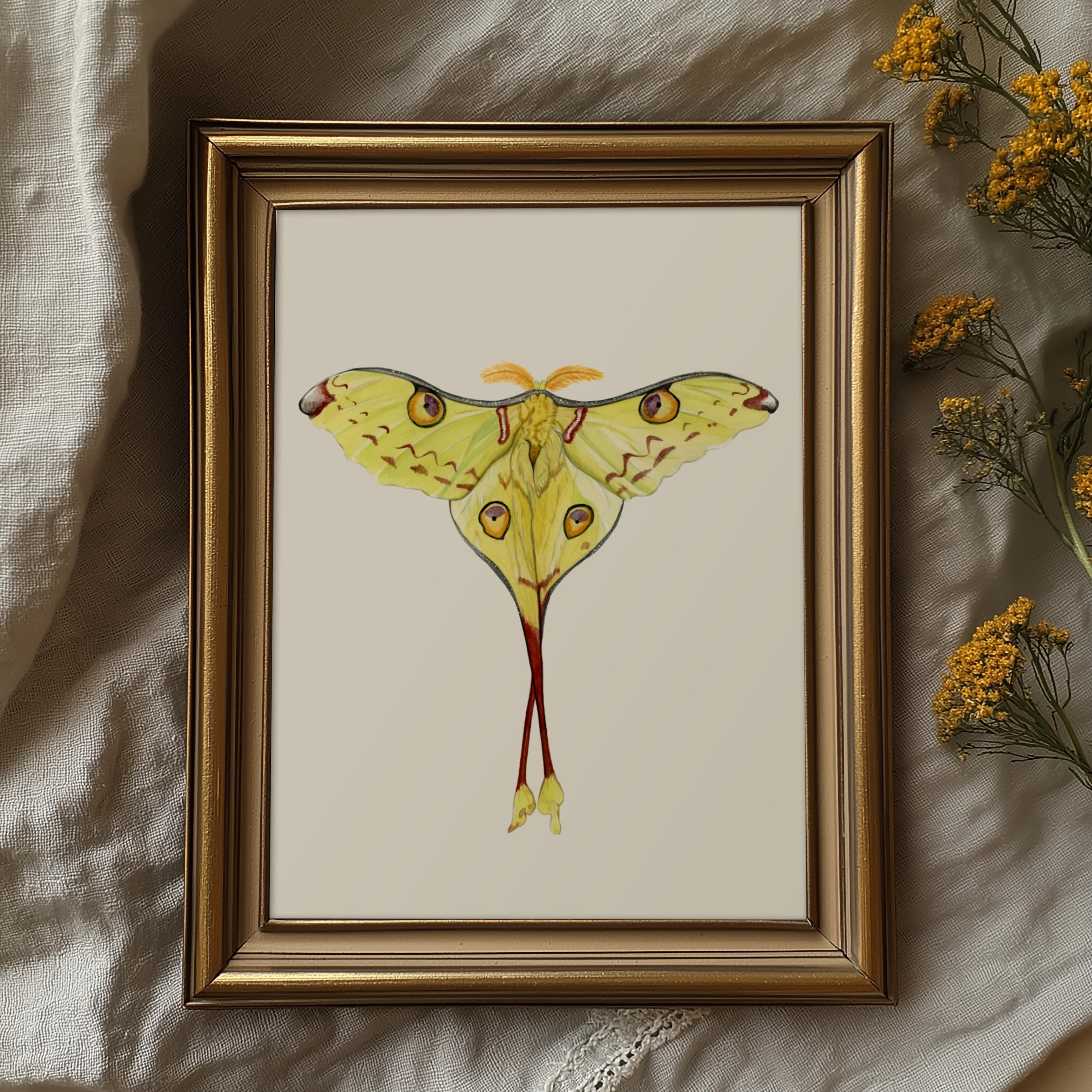 Madagascan Moon Moth Print