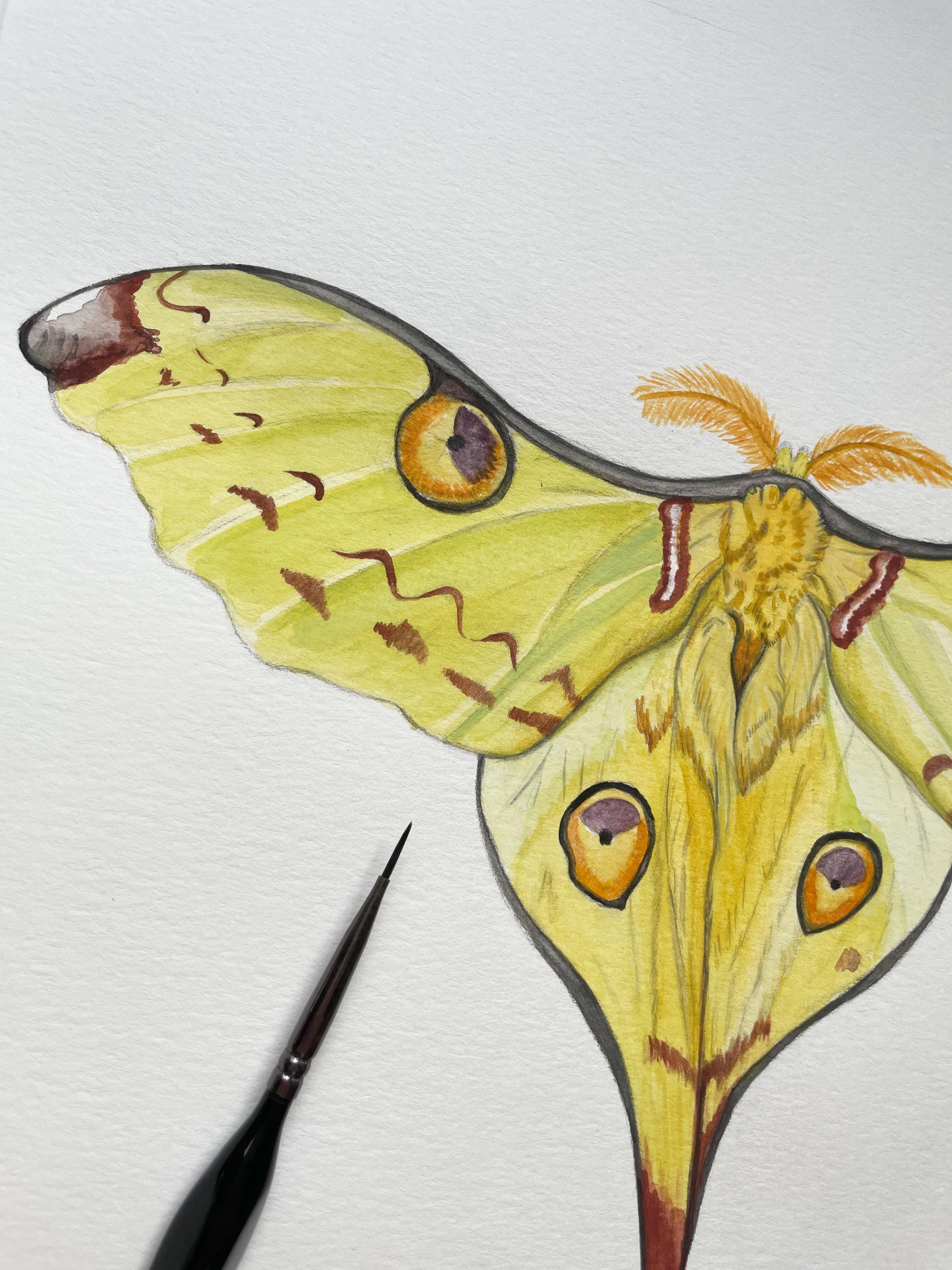 Madagascan Moon Moth Print