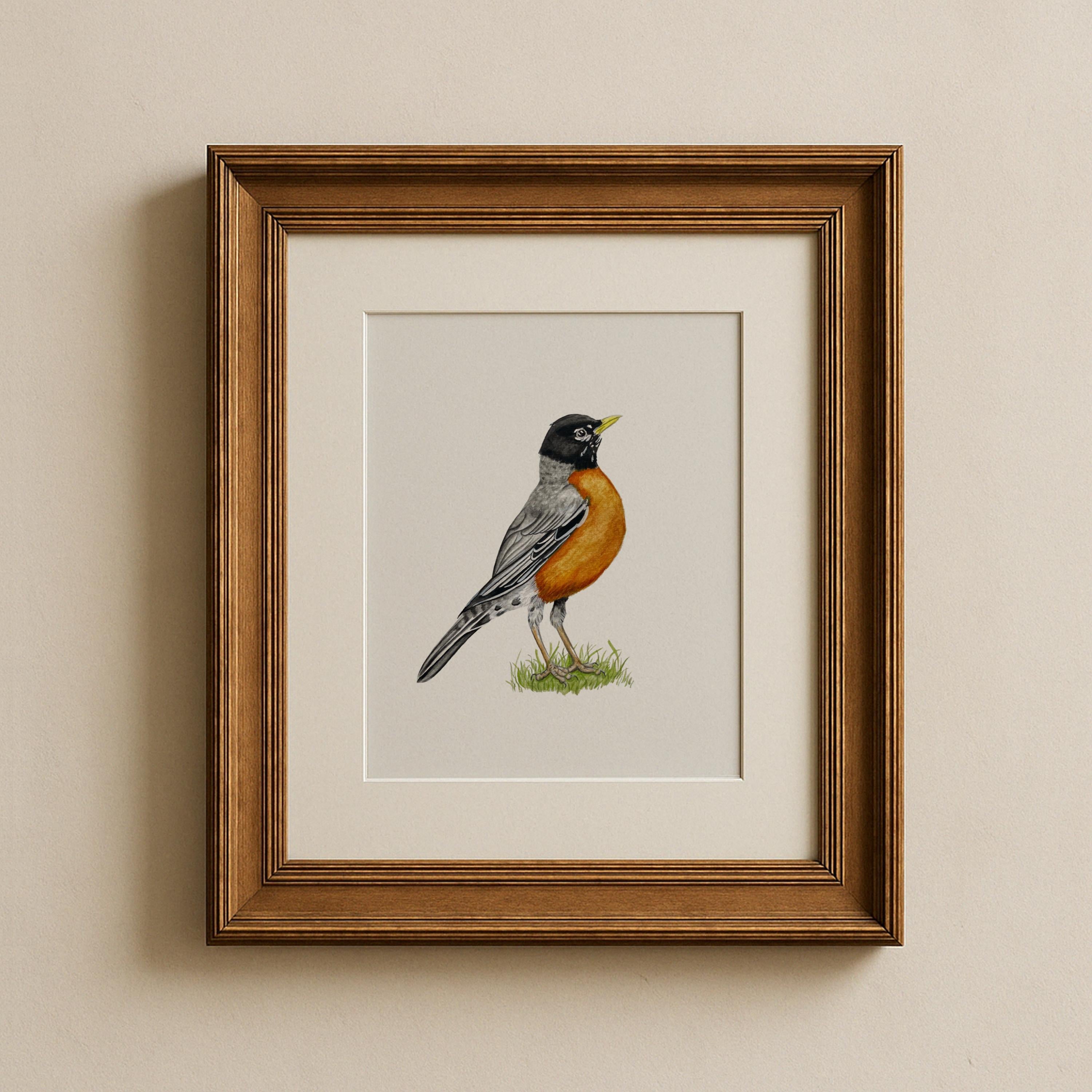 American Robin Print