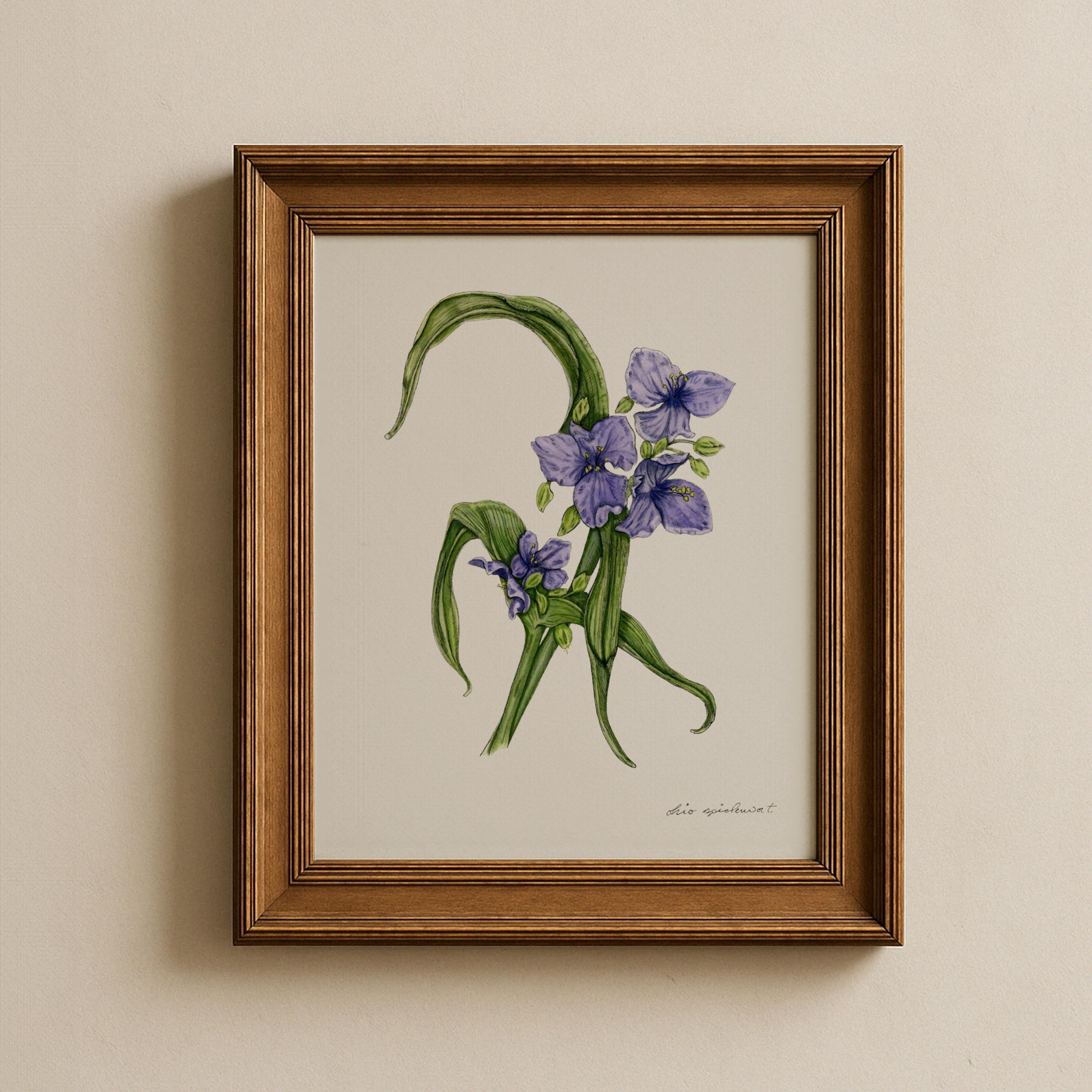 Ohio Spiderwort Print